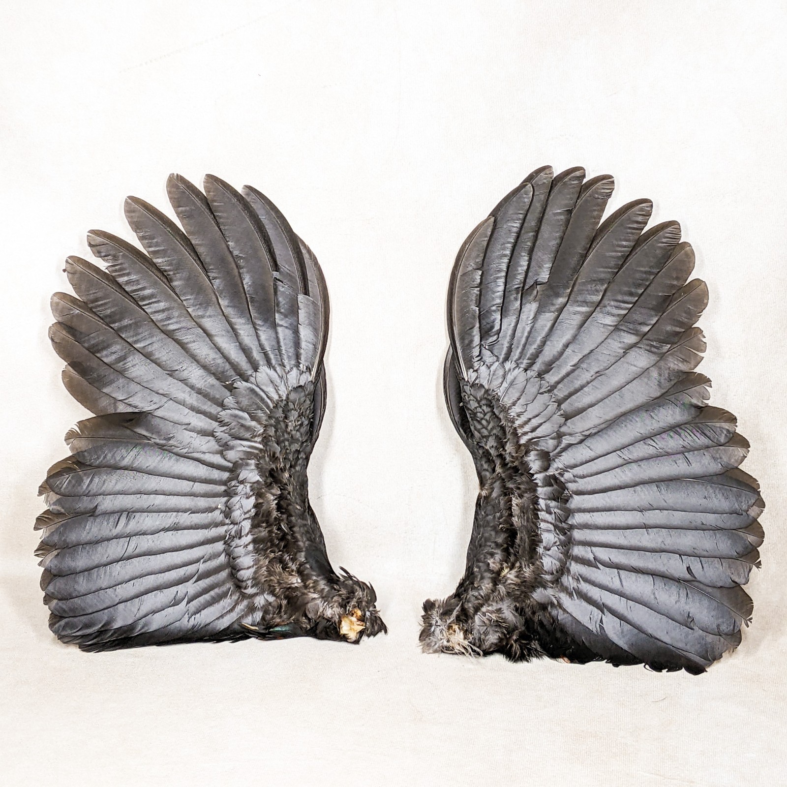 12" Chicken Rooster Wings Taxidermy Oddities curiosities Craft Bird Feather art