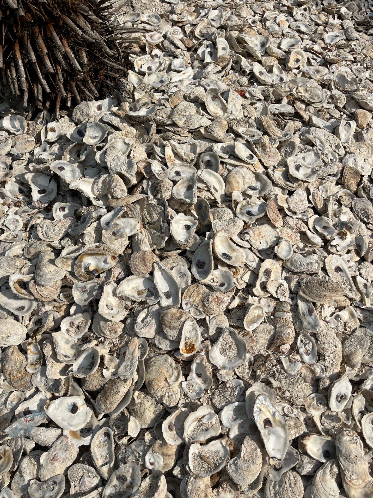 Oyster Shells for Landscaping and Concrete "Tabby Concrete" BULK by the pound