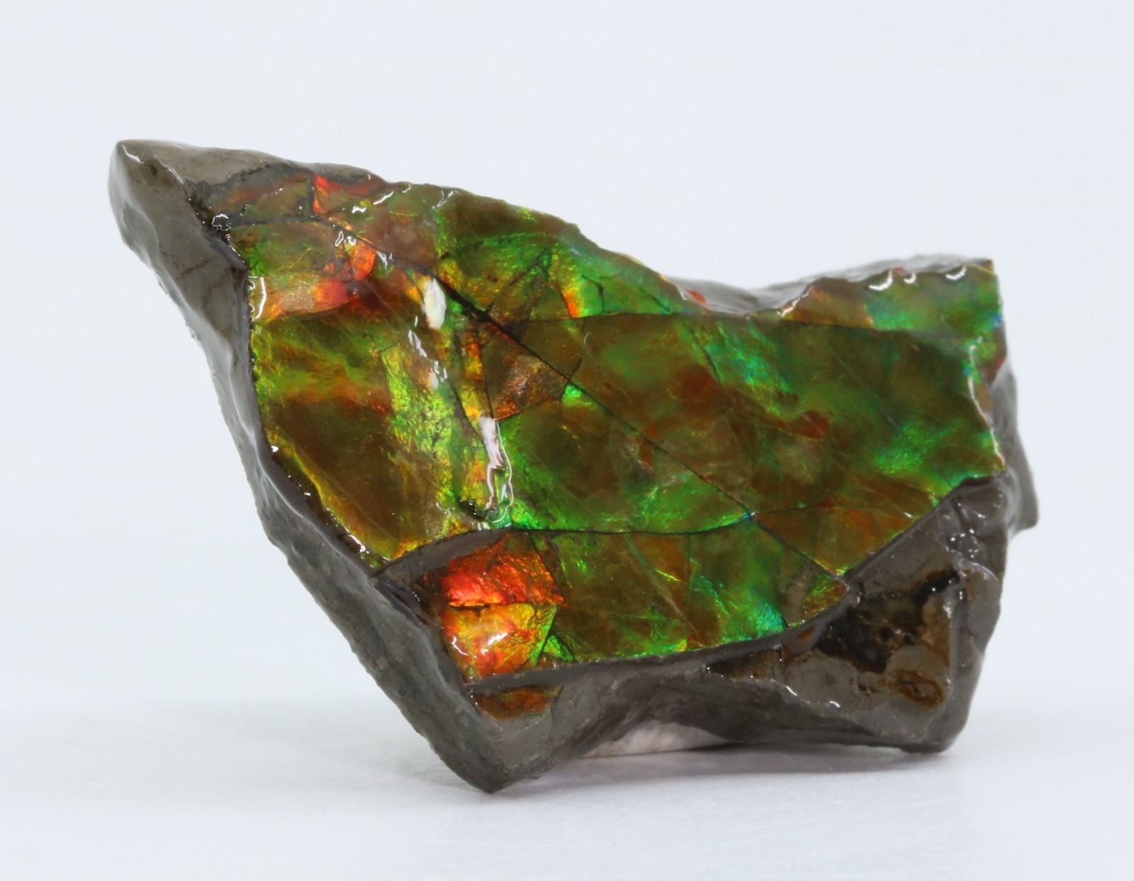 KORITE Ammolite Ammonite shell 41.7mm 1.64" Alberta Canada COA 7139