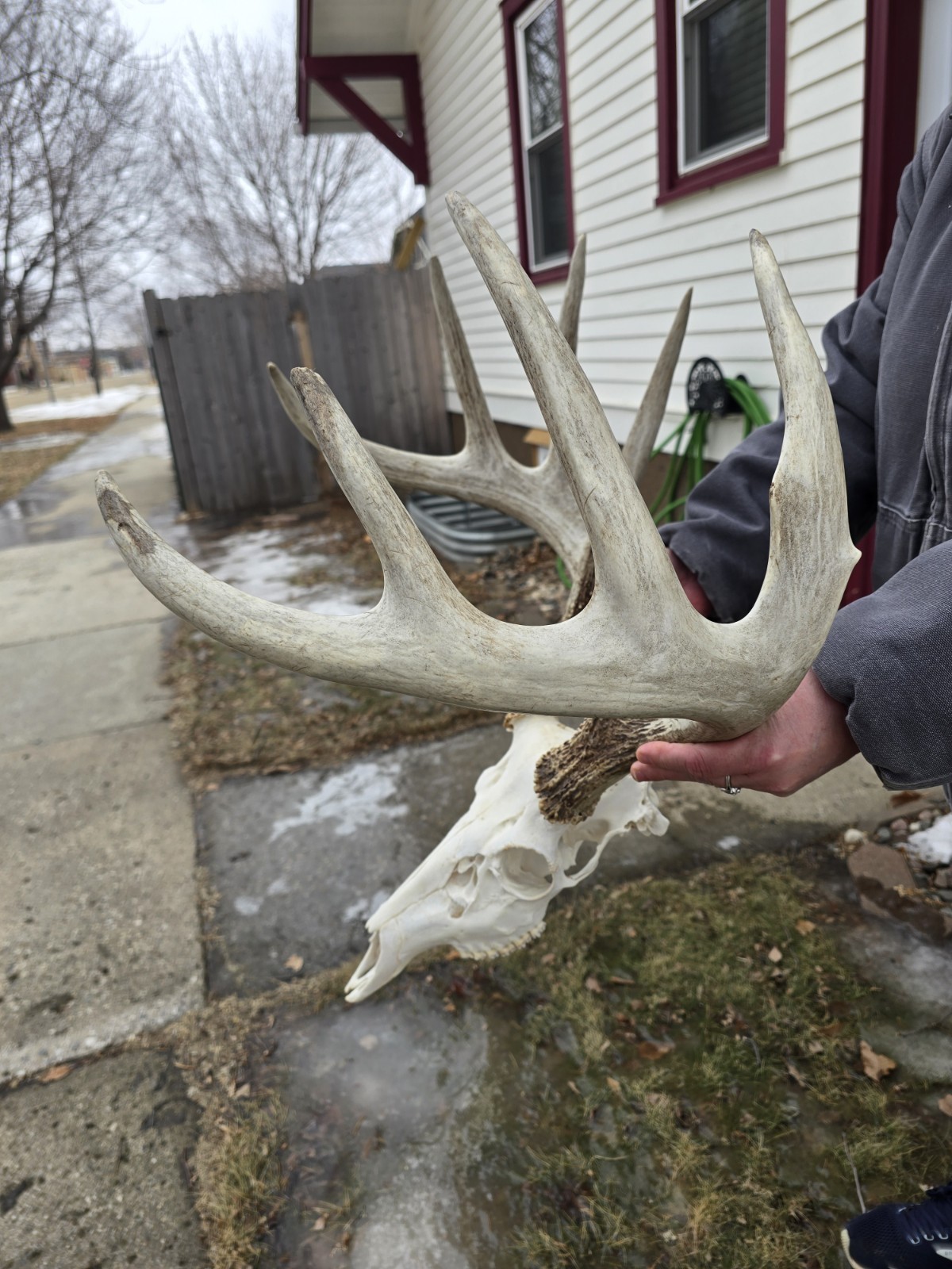 HUGE Wild 10pt 166" Whitetail Deer Skull European Decor Man Cave Taxidermy Buck