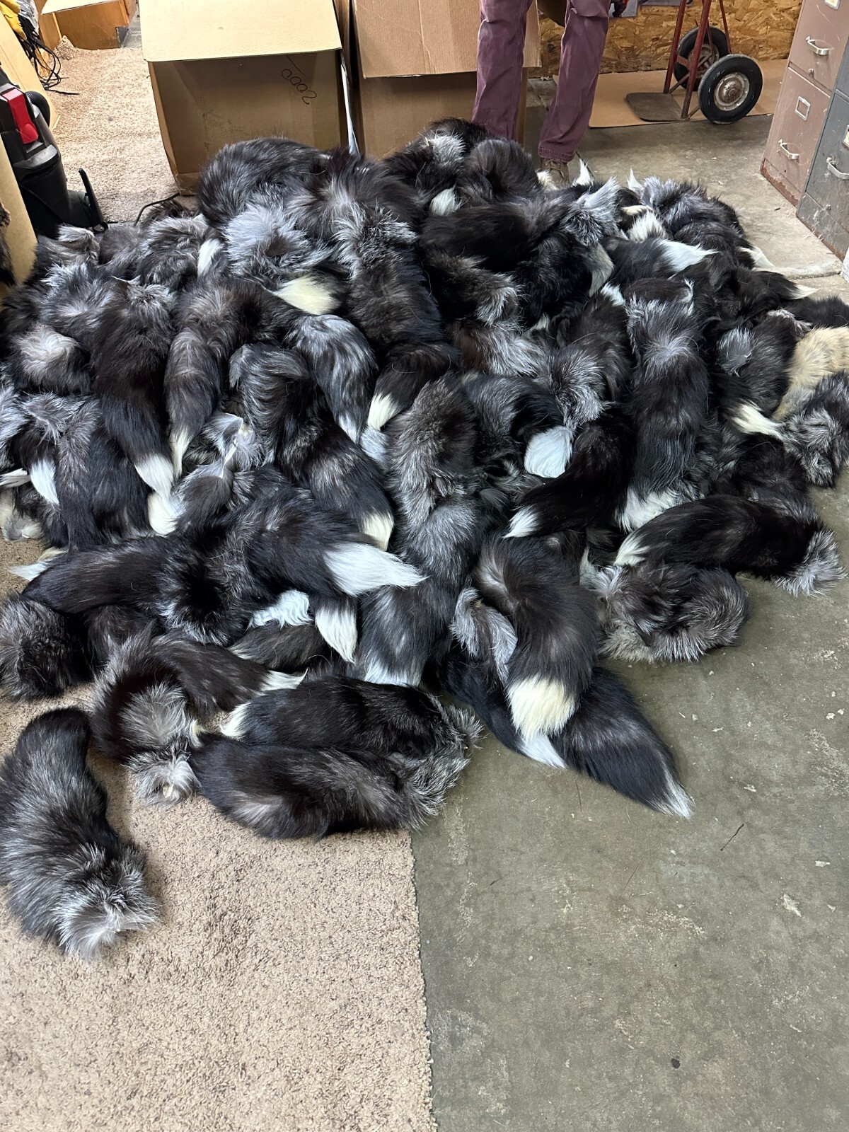 Tanned Silver Fox Tail 17 to 20 Inches