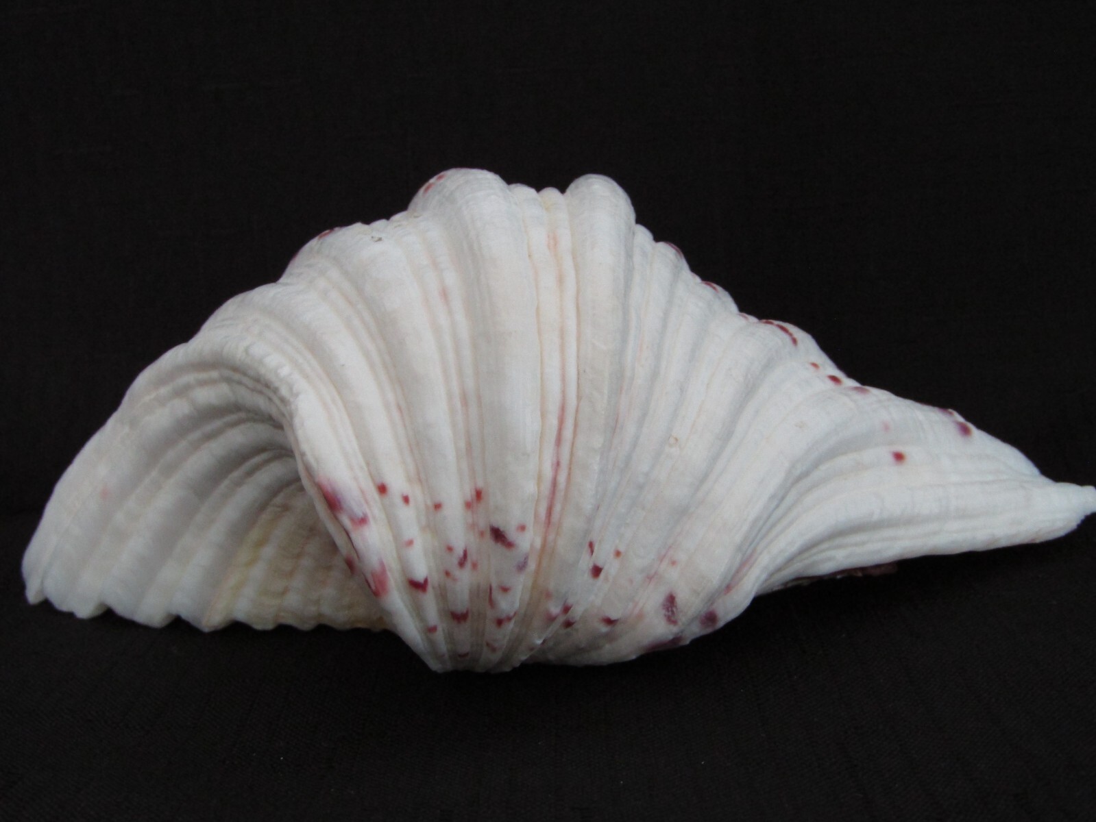 Genuine Bear Paw Hippopus Clam 6.5" x 5.5" Seashell EUC