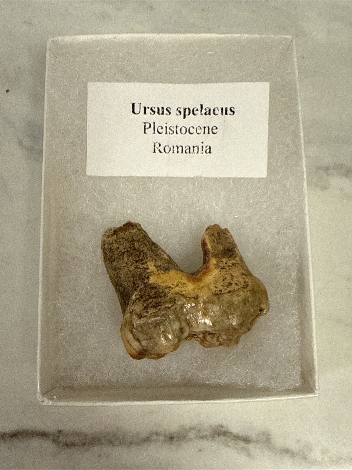 Cave Bear Tooth Molar Fossil From Romania Approximately 25,000 Years Old