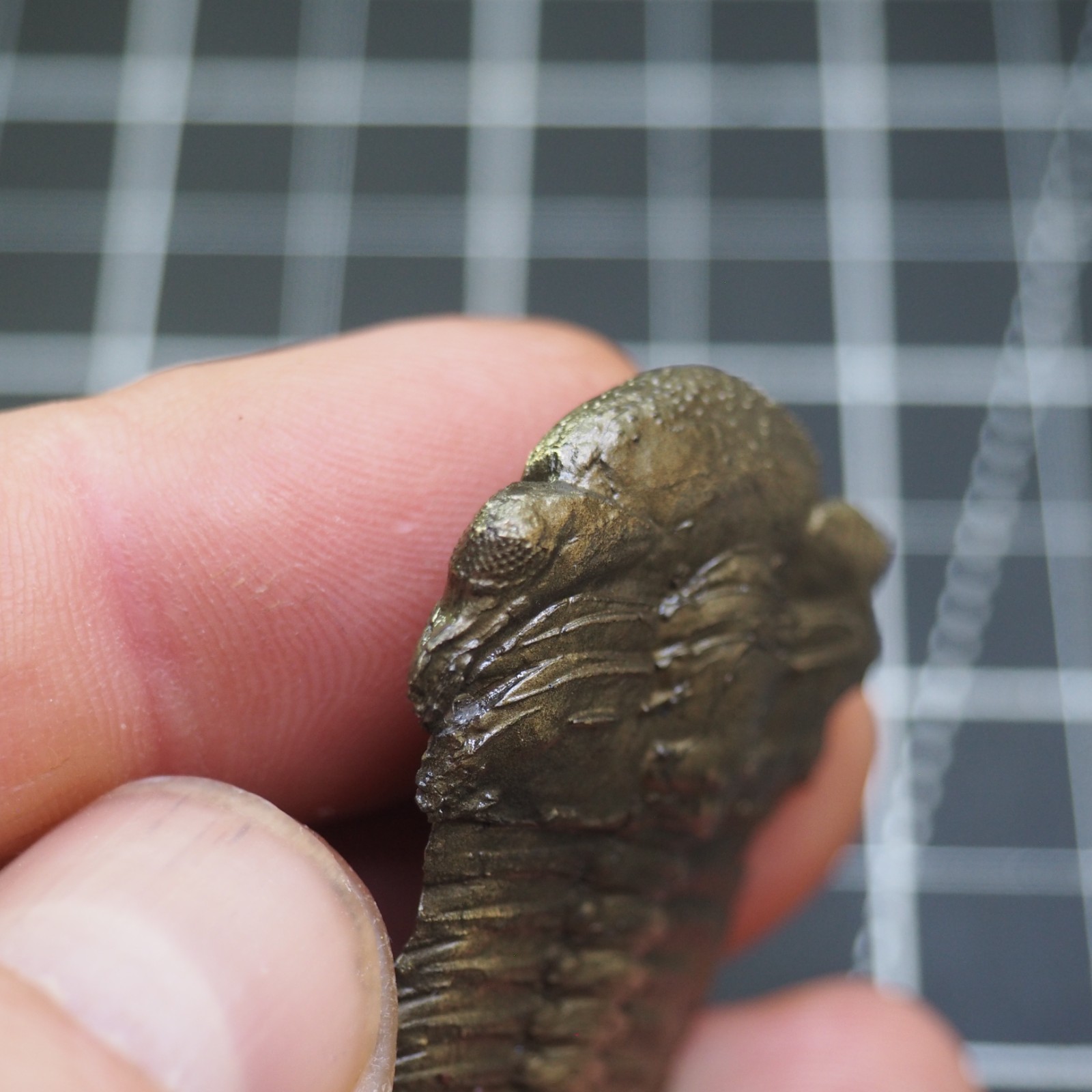 Chotecops ferdinandi Pyrite Trilobite Bundenbach Germany Fossil Devonian