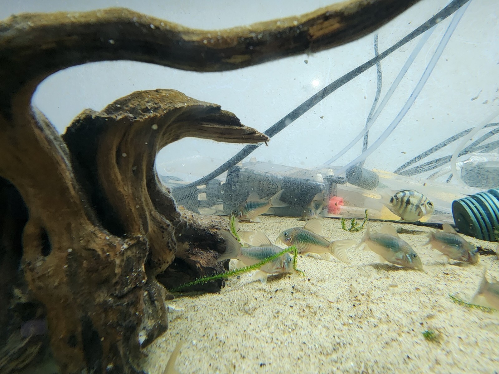Group of Green Emerald Corydoras free 2 day shiping