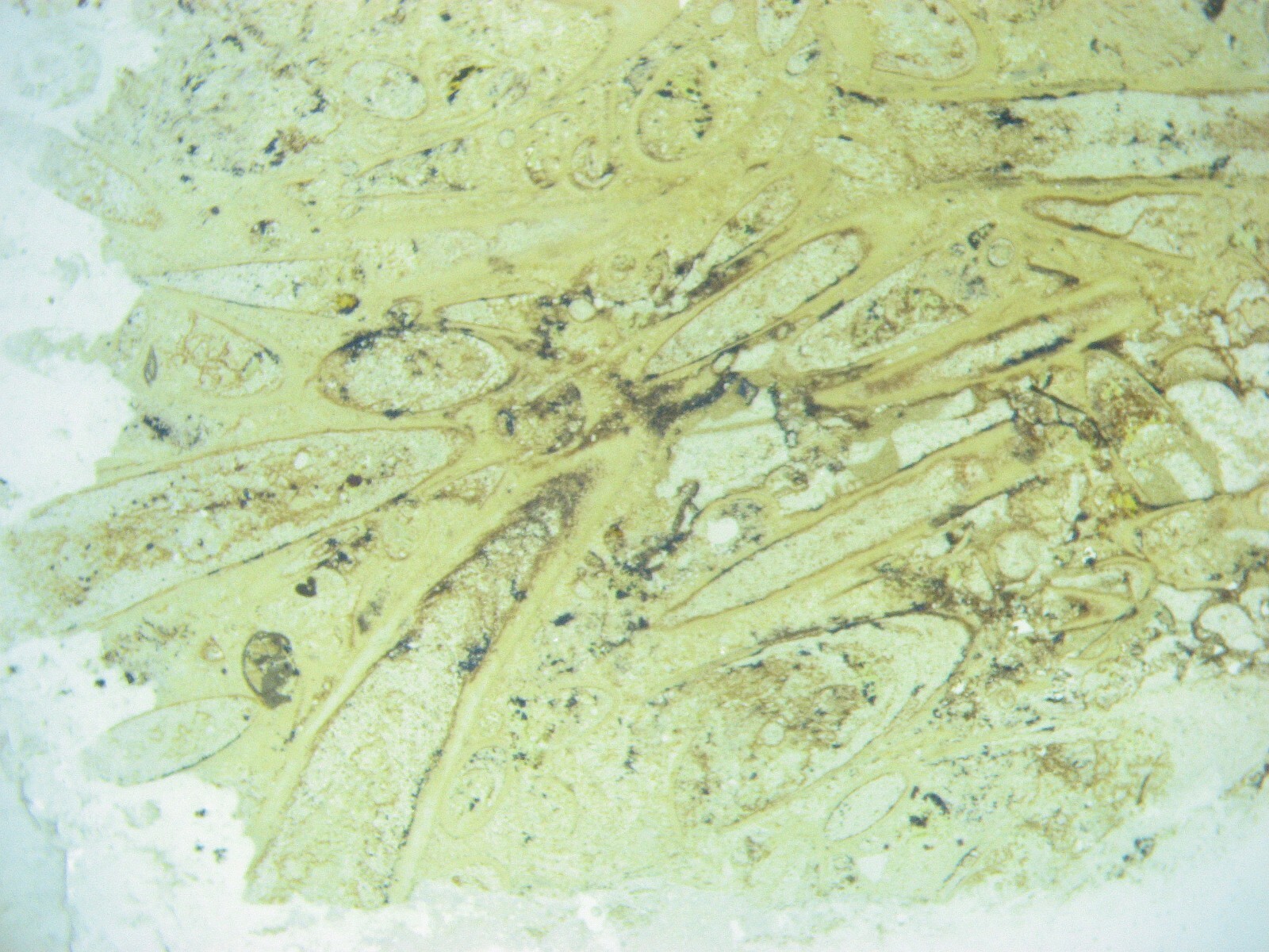 Geological Formation 25 Thin Section Slides Precambrian to Miocene Fossils Rocks