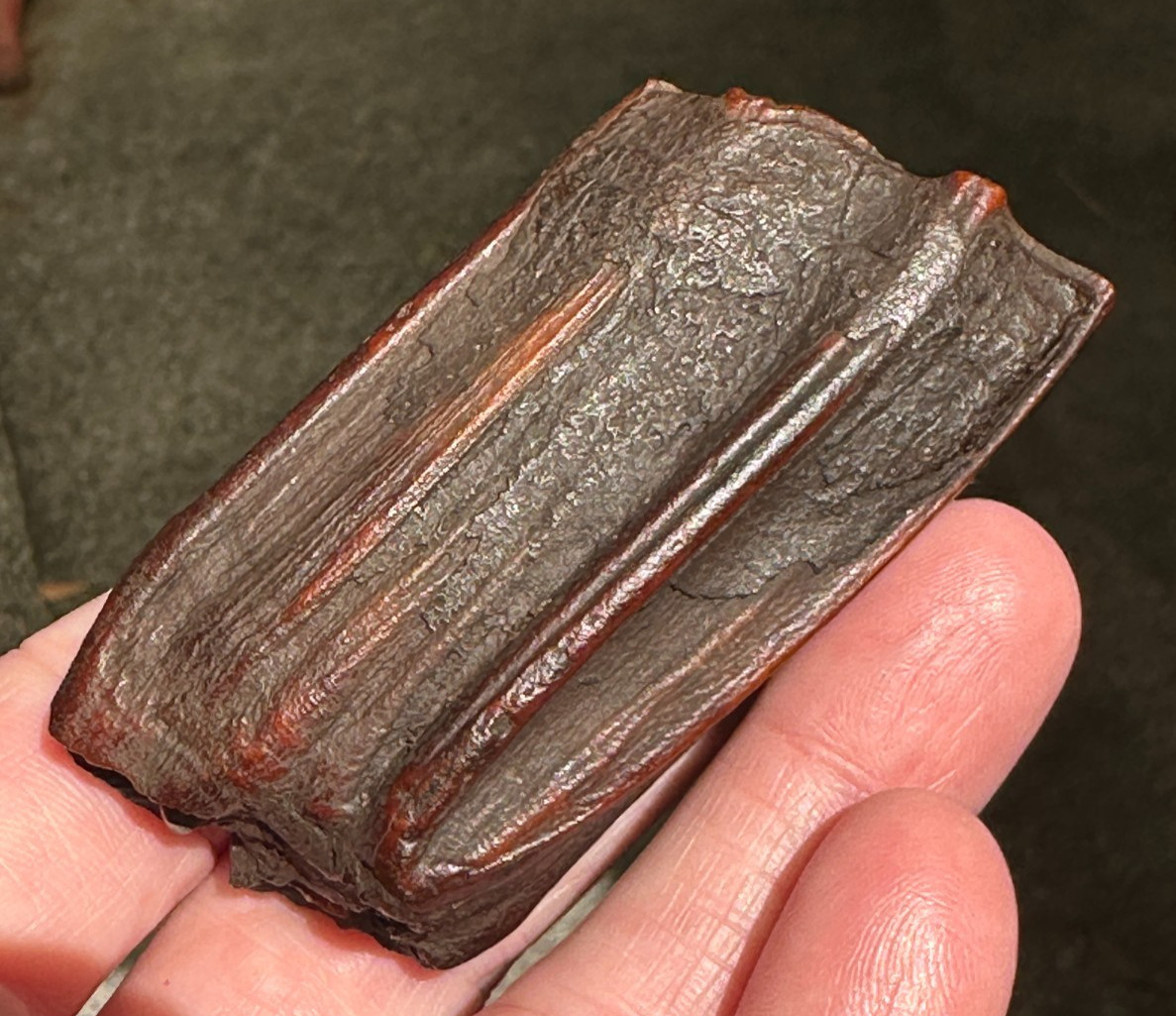 FOSSIL HORSE TOOTH EQUUS FLORIDA SUWANNEE RIVER ICE AGE fossilized specimen gift