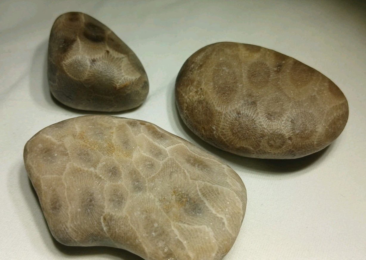 High Pattern Petoskey Stone Lot Natural Great Lakes Michigan Unpolished Fossils