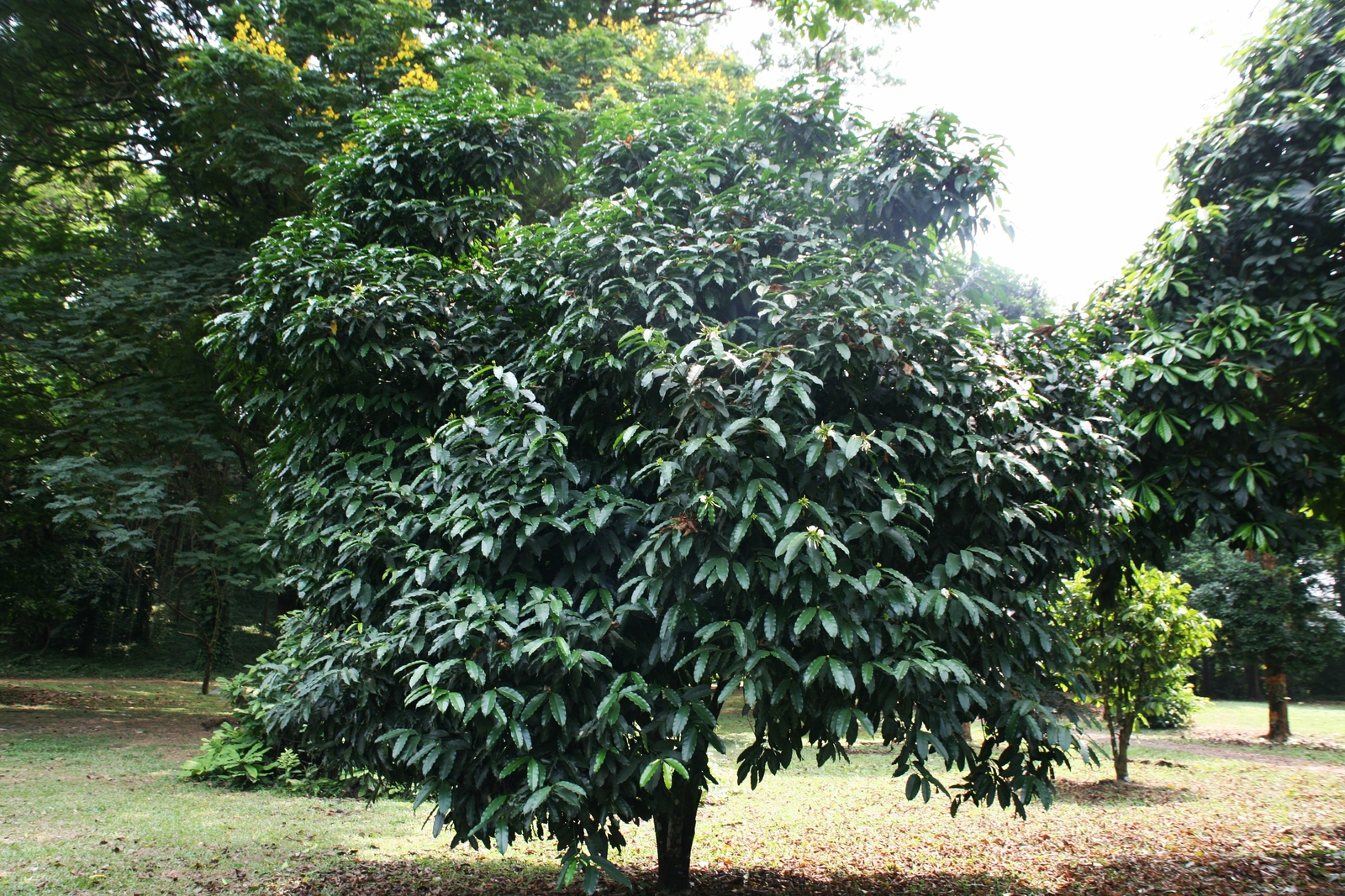 Akuamma seed capsules Picralima nitida extract 20-1 ratio