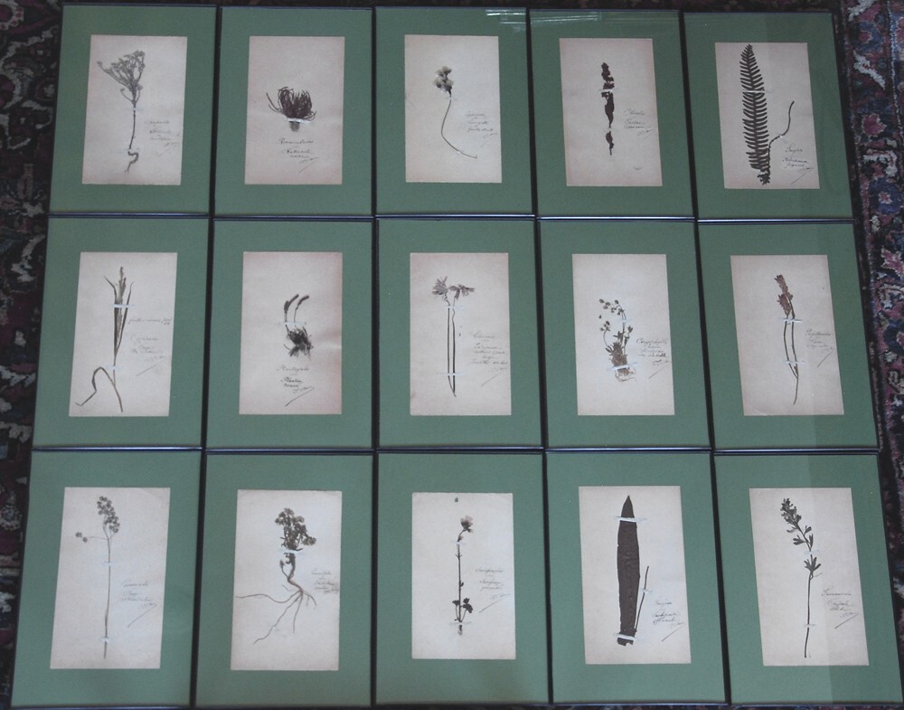 15 FRAMED ANTIQUE BOTANICAL ORIGINAL SPECIMENS ~ FRENCH 19c HERBARIUM PLANT