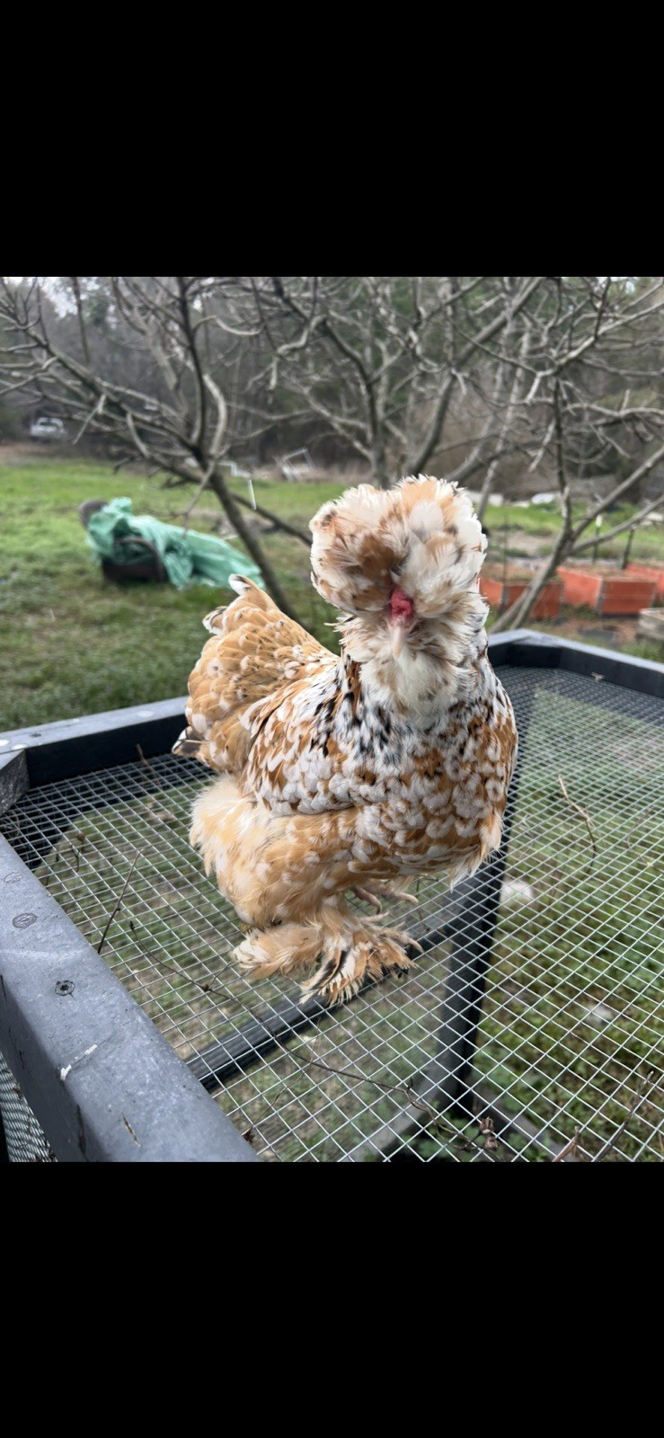 12+ Mille Fleur Satin Hatching Eggs NPIP & AI Clean.