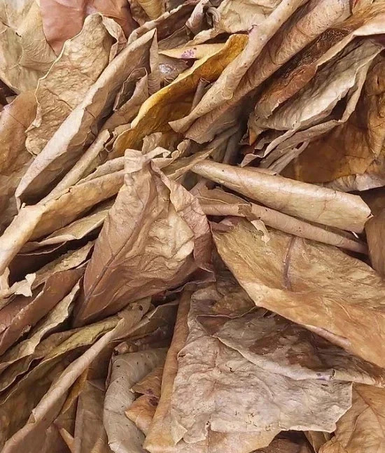 1 dried jasmine leaf on red font yellow blue duong dan don new gre Earrings Smal