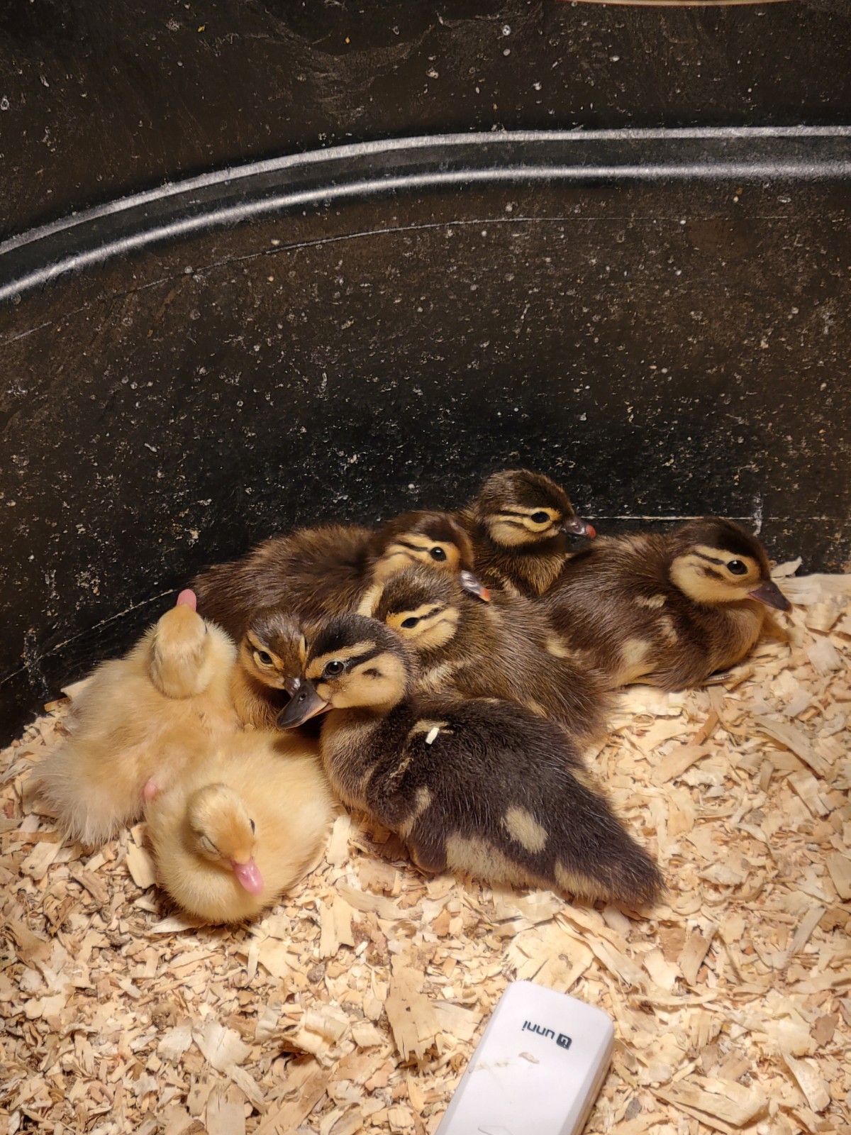6+ Mandarin Duck Hatching Eggs. PRESALE!! Ship late April/May NPIP