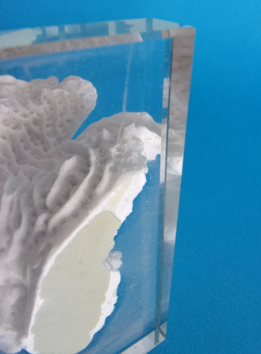 Beautiful Natural White Coral Reef with Glass Base, Authentic Specimen 10" x 7"
