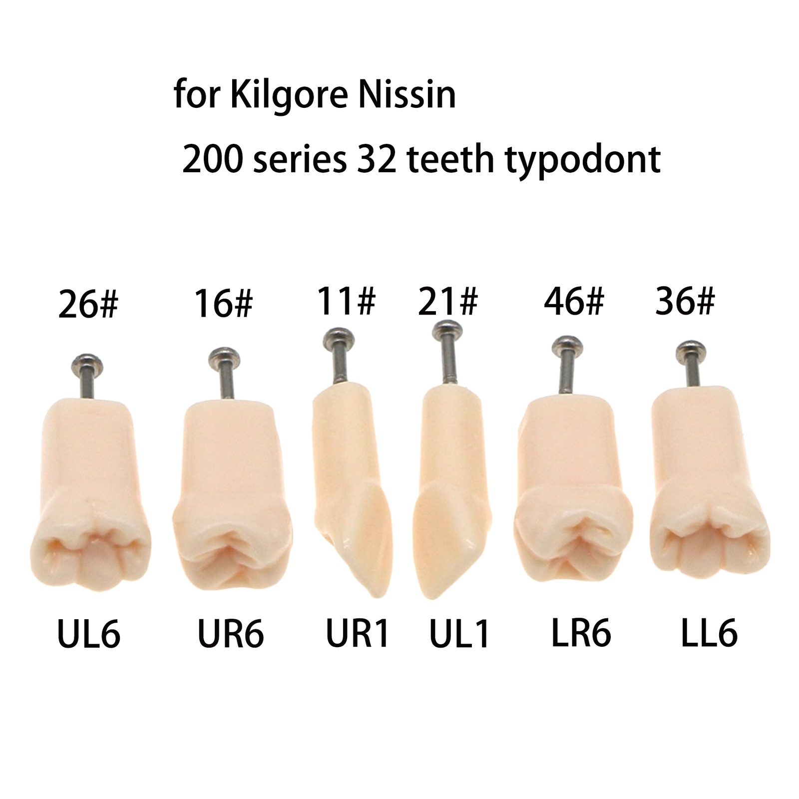 Dental Oral Cavity Model Removable Screw-in Teeth fit Kilgore NISSIN 200 32pcs