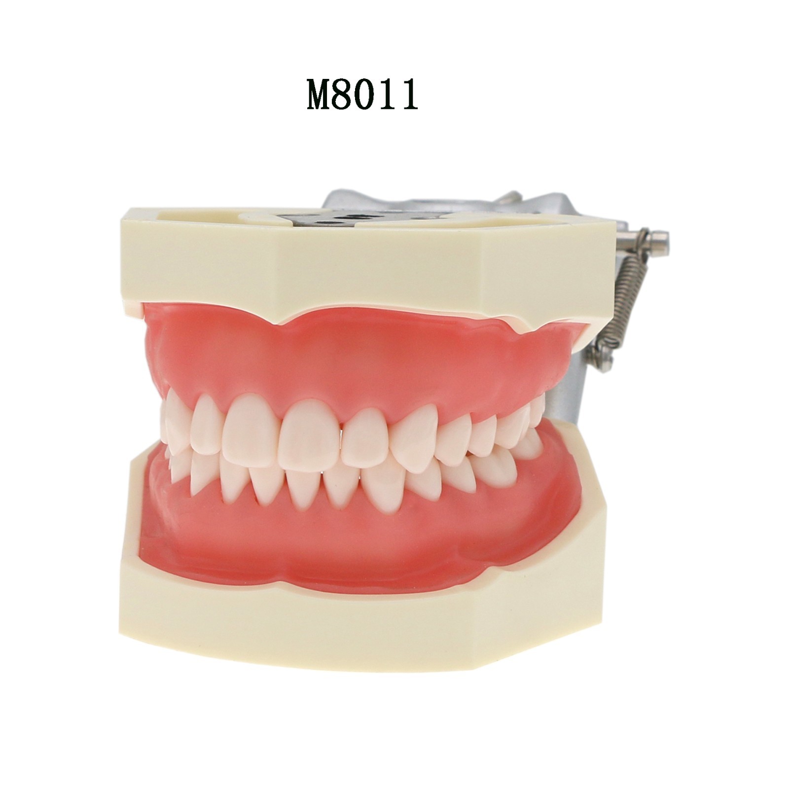 US For Kilgore Nissin 200 Columbia Type Dental Typodont Model With Mounting Pole