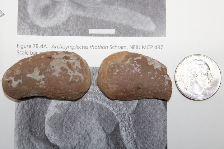 Mazon Creek Fossil Nonannelid Worm Fossils Pennsylvanian Period R6