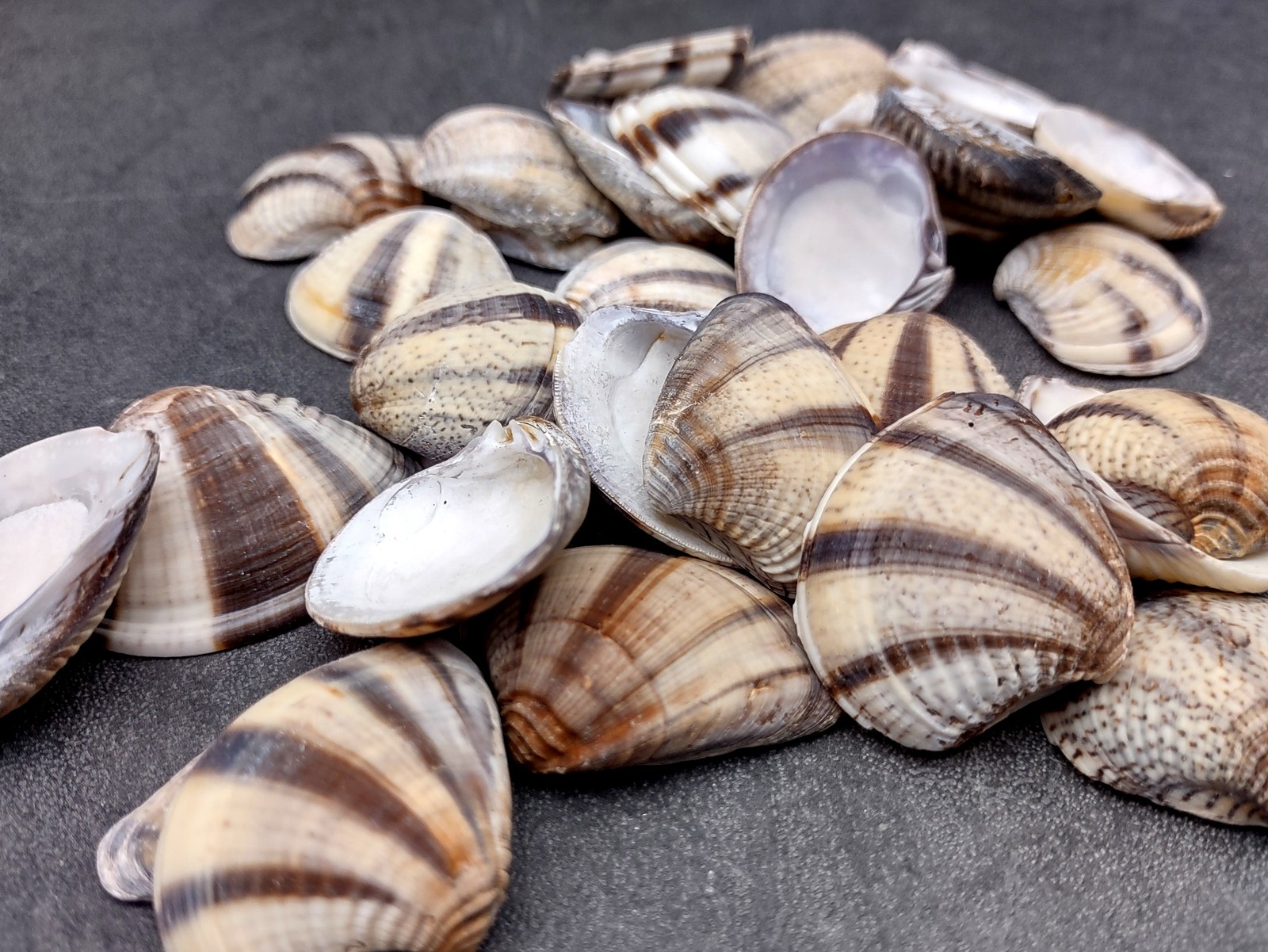 Mexican Sunset Striped Clam Seashells (15 shells approx. 1.25+ inches)
