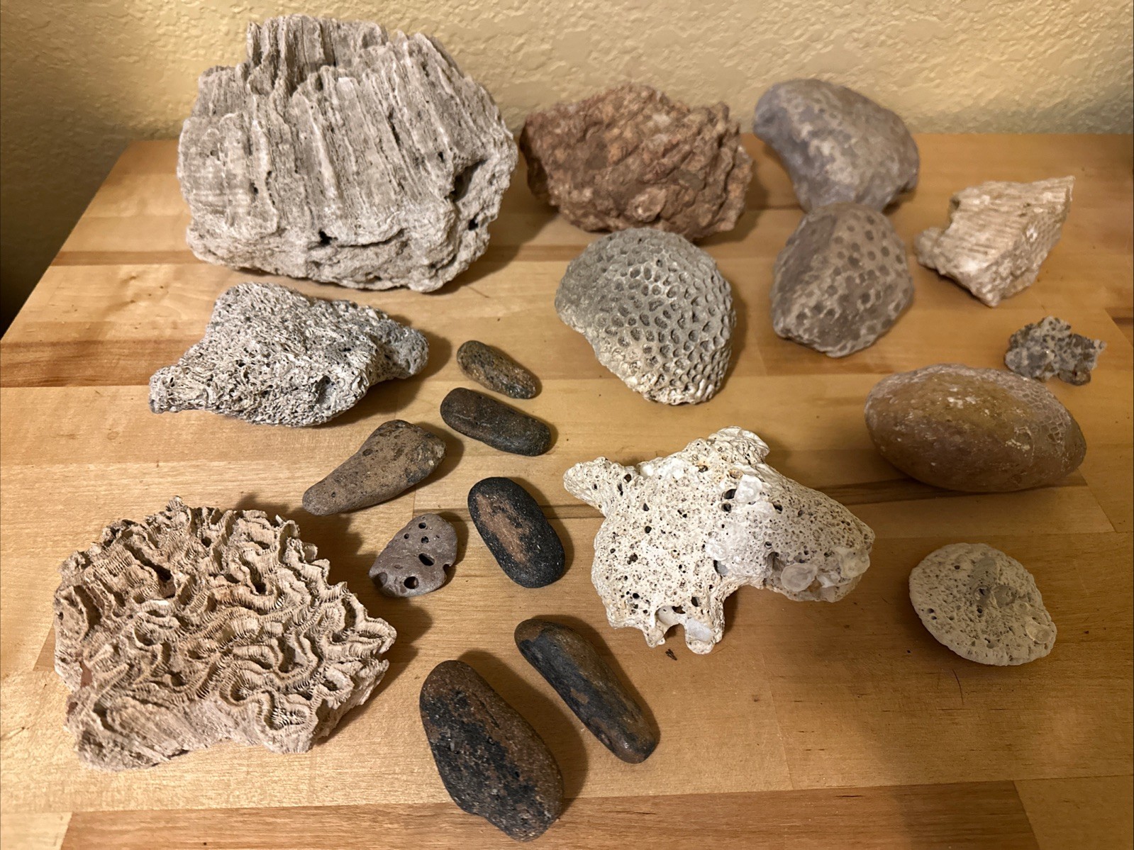 Sea life Coral Fossil Rock Wood Specimen Urchin Geology Shells Coastal Lot