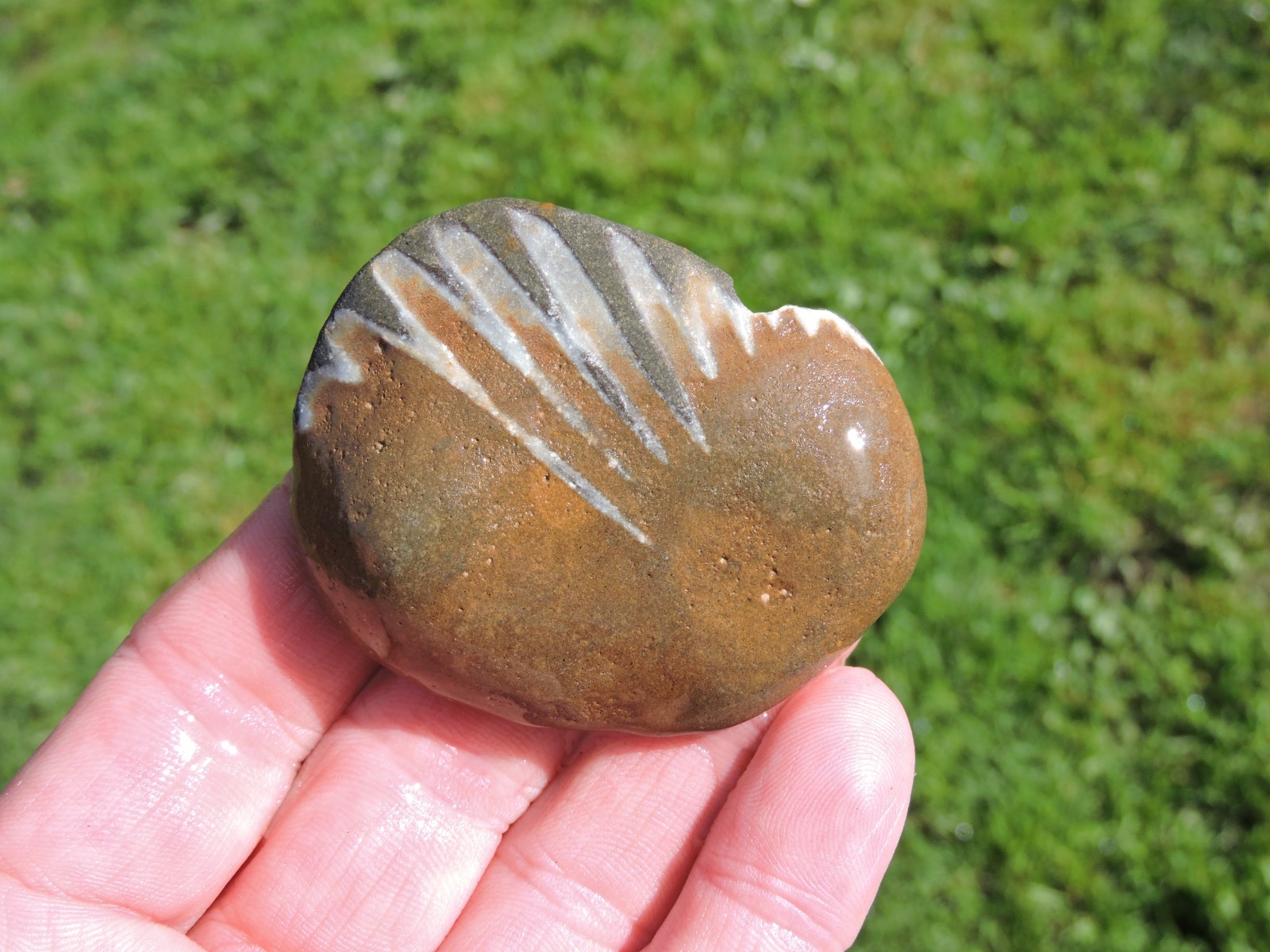 Box of MIXED Pacific Coast CLAM FOSSIL SHELL STONES Anadara, Steinkern ( 4 lb )
