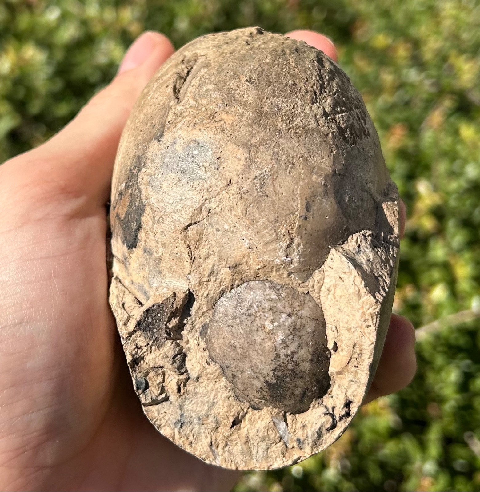 Indonesia Fossil Ammonite Permian Age Timor HUGE