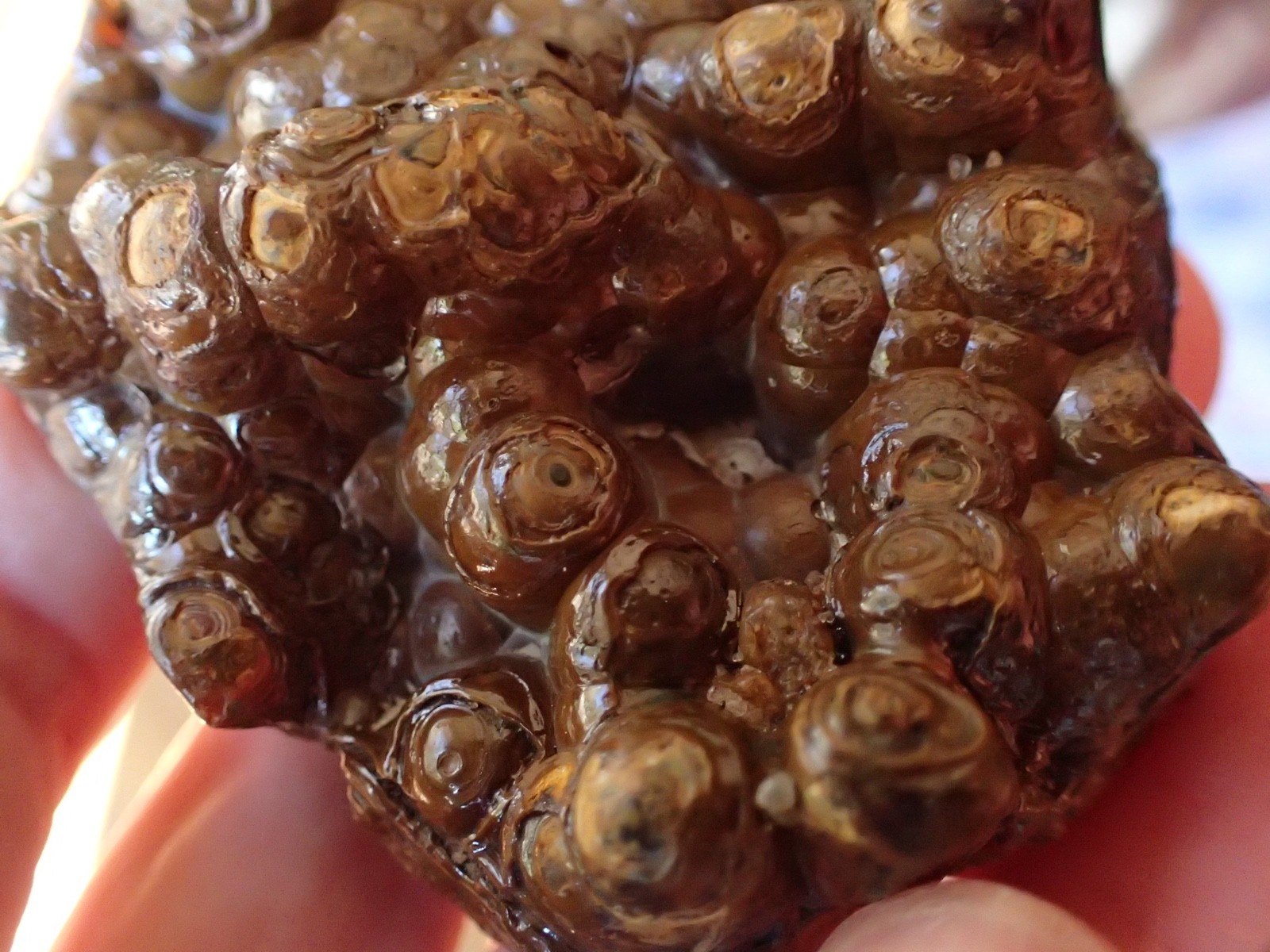 Botryoidal Fossil Coral Geode Fragment GA Agate Amber Display Sea Specimen WC51