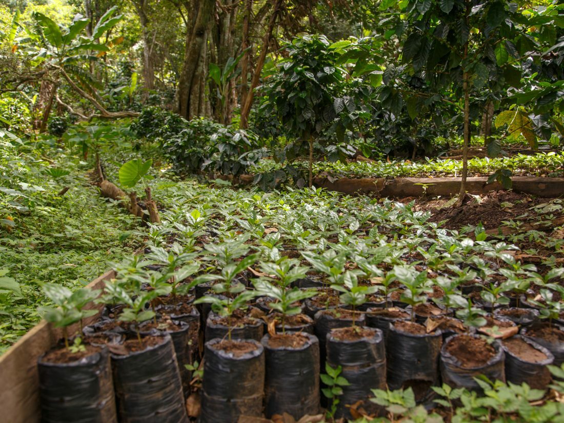 2, 5, 10 LB ORGANIC NICARAGUA FRESH ROASTED COFFEE BEANS - ORGANIC ARABICA