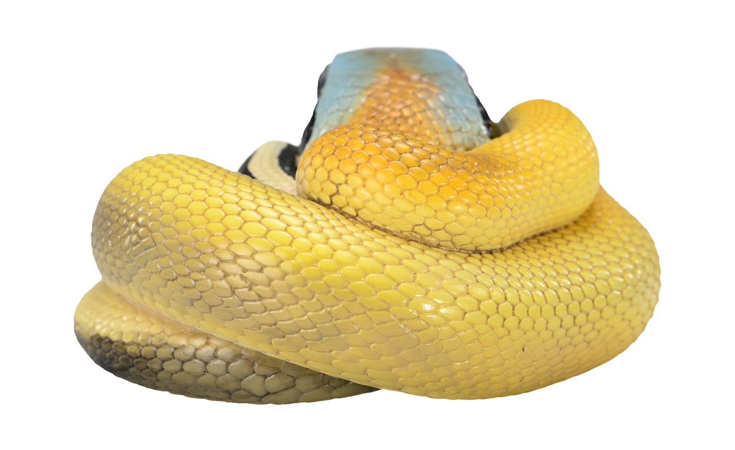 Animal Heavenly Body Cave-dwelling Beauty Snake Statue Elaphe taeniura Malaysian