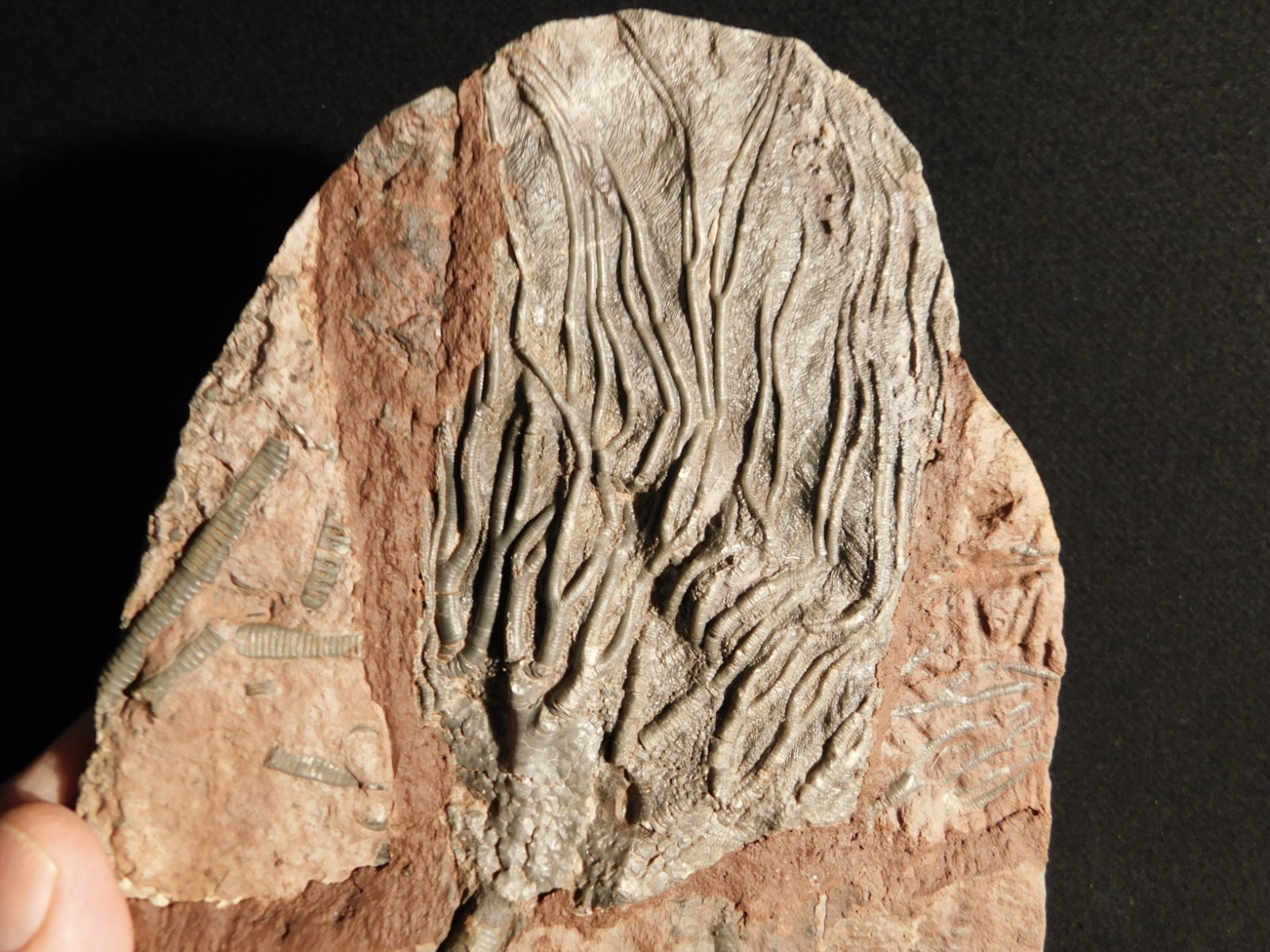 LARGER! 430 Million Year Old! CRINOID Fossil or Sea LILY Fossil Morocco 1133gr