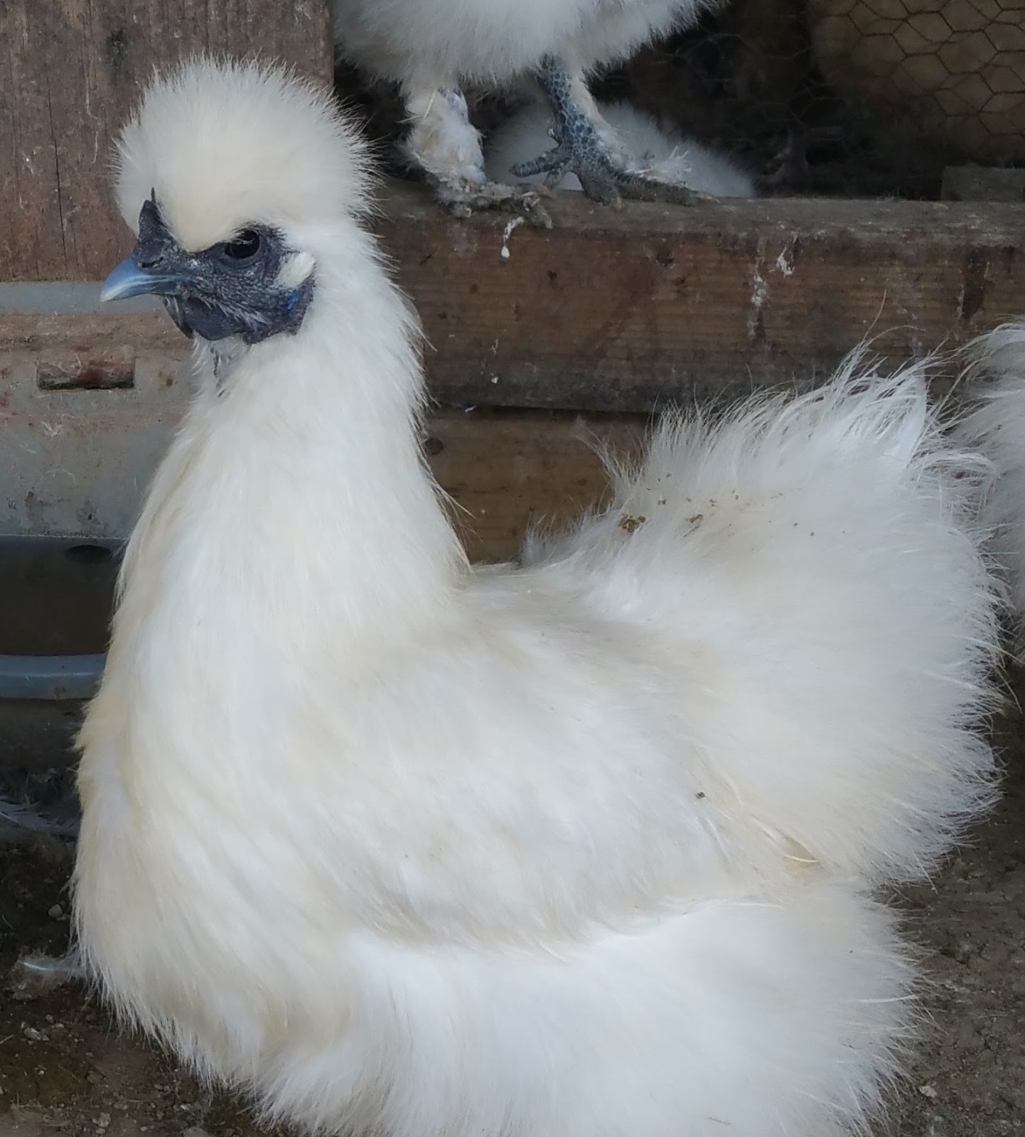 8 PURE WHITE SILKIE FERTILE HATCHING CHICKEN EGGS **Free UPS Ground Shipping