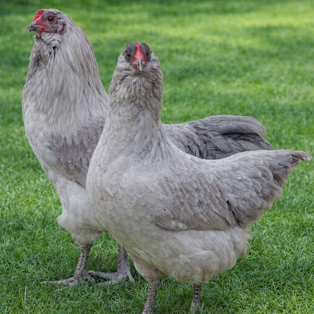 Lavender Ameraucana Hatching Eggs – Fertile, Purebred, 6 Fresh Eggs – Blue Egg