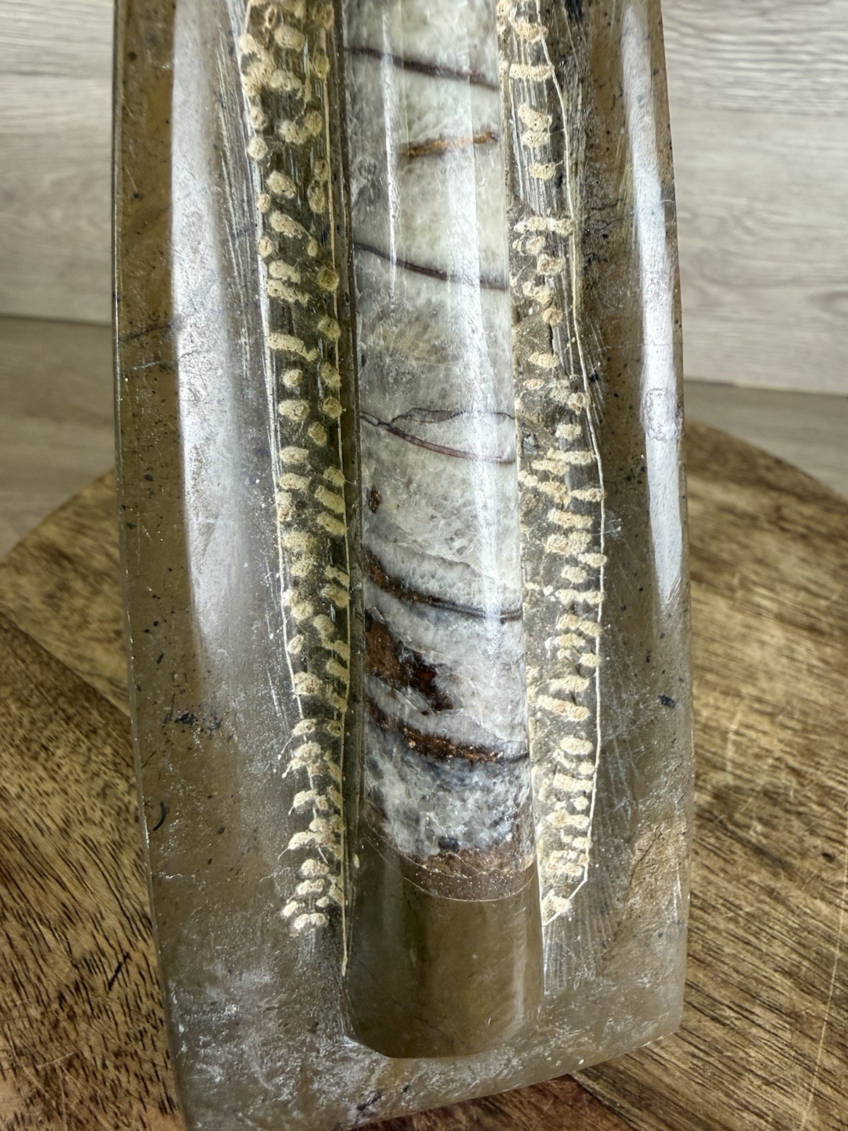 Vintage Standing Orthoceras Fossil 7” - Prehistoric Cephalopod Natural Display