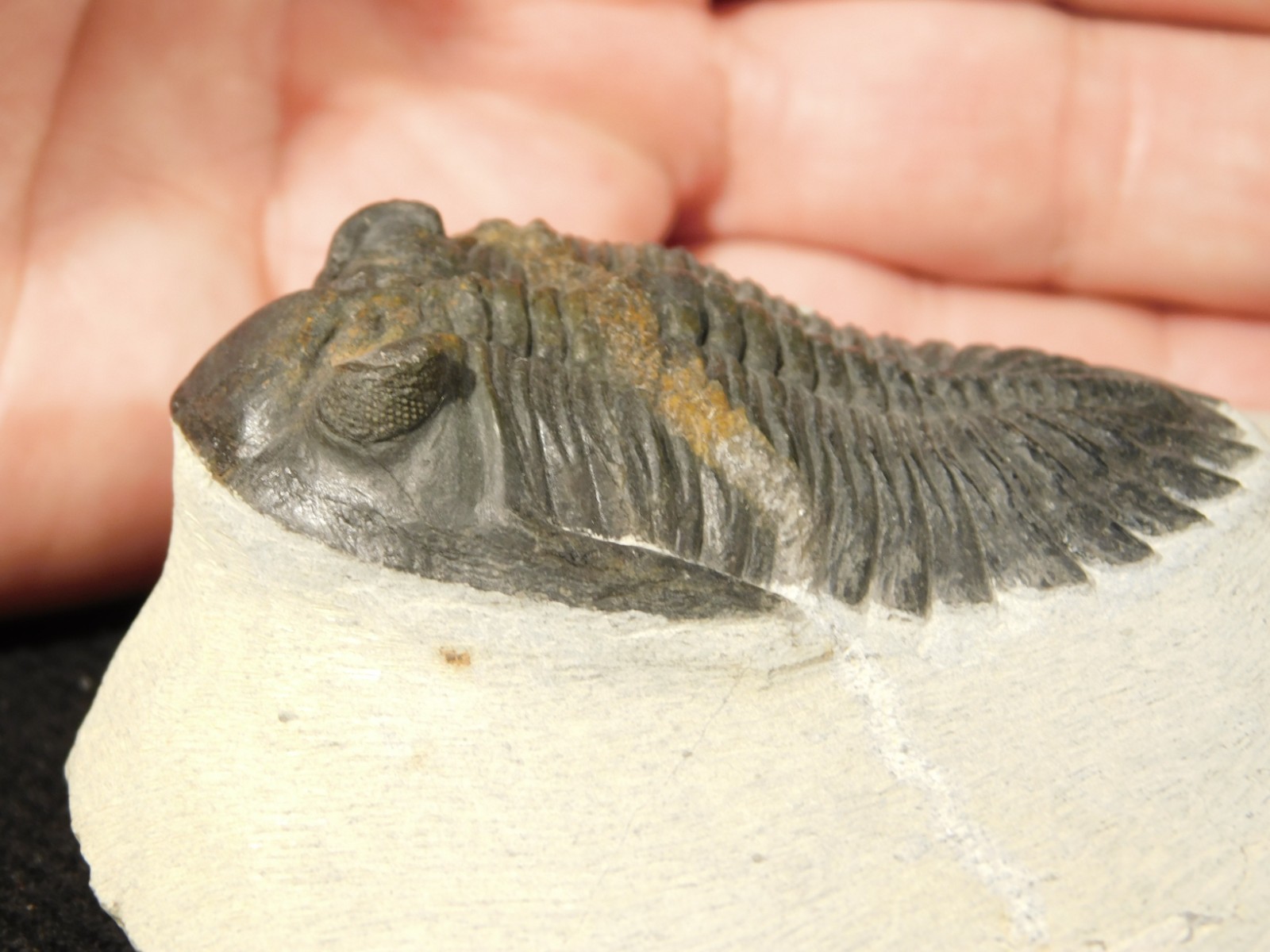 LARGER! Hollardops TRILOBITE Fossil Nice and 100% Natural Morocco 289gr