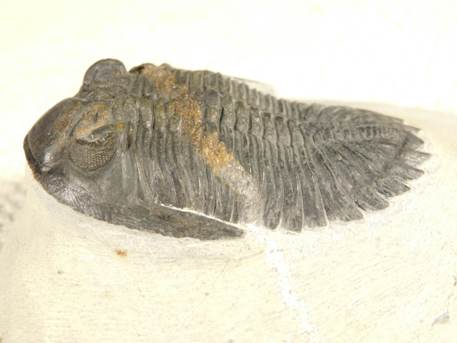 LARGER! Hollardops TRILOBITE Fossil Nice and 100% Natural Morocco 289gr