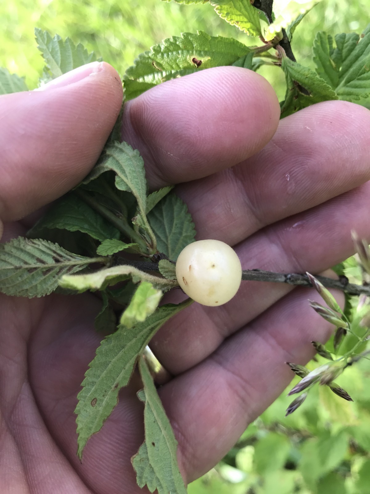 1 DORMANT Nanking White sweet bush cherry plant. Zones 2-7. Not self-pollinating