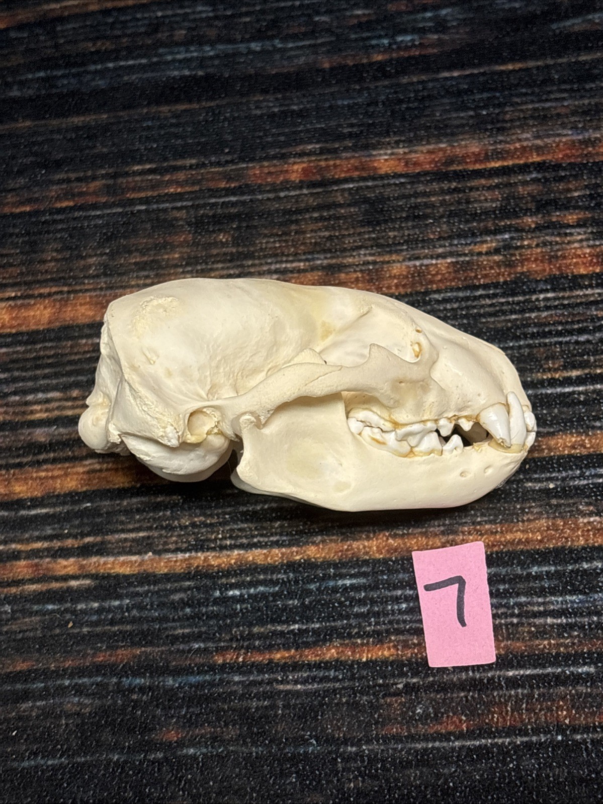 Real XL Badger Skull Unique Gift Halloween Craft Animal Mount Art Model Head Odd