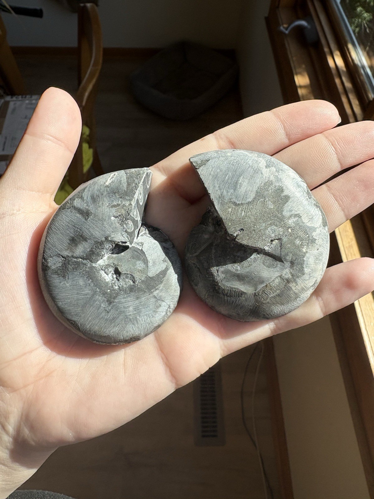 Black Ammonite Fossil Pair