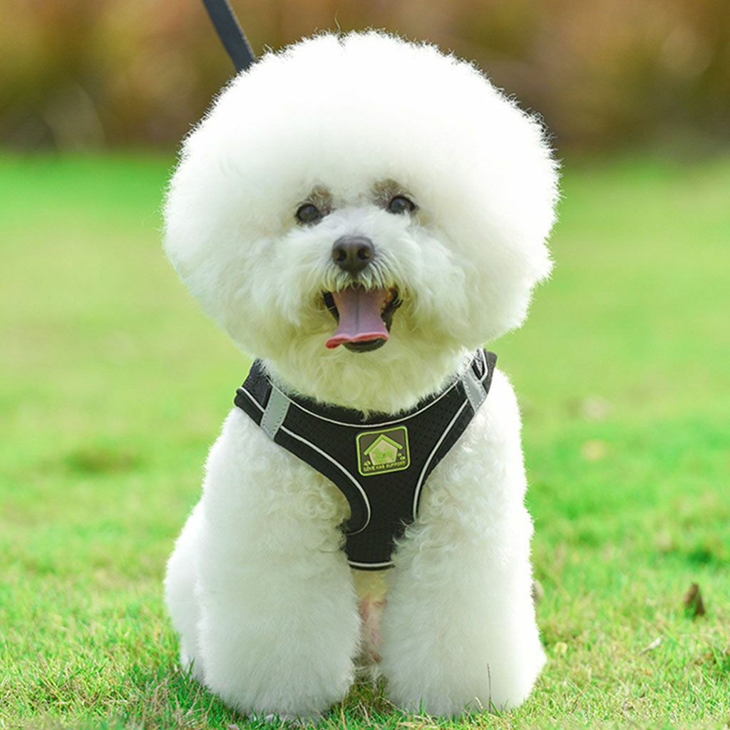 Mesh Padded Dog Harness & Leash Pet Puppy Vest for Small Medium Dogs Chihuahua