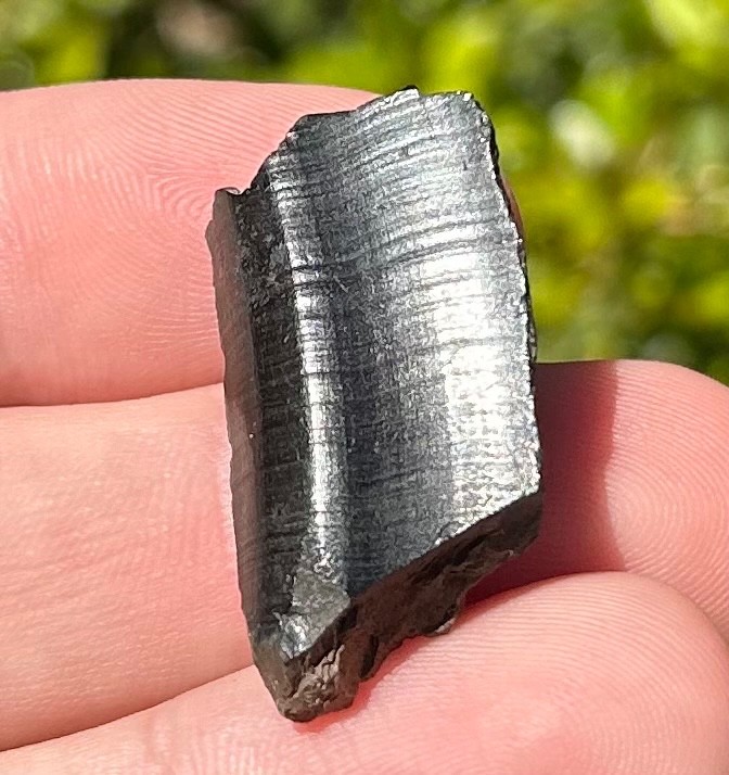 Fossil Giant Armadillo Tooth Holmesina Pleistocene Ice Age Mammal Florida