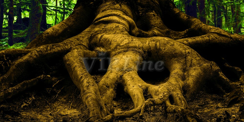 Aquarium Background Poster Large Tree Root HD Fish Tank Decorations Landscape