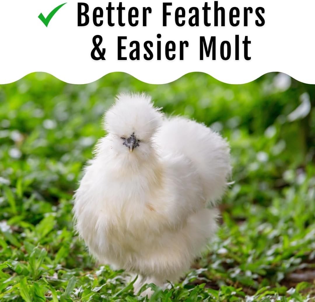 Buff Clucks Grub Fuel Black Soldier Fly Larvae for Chickens - Nutrient-Packed