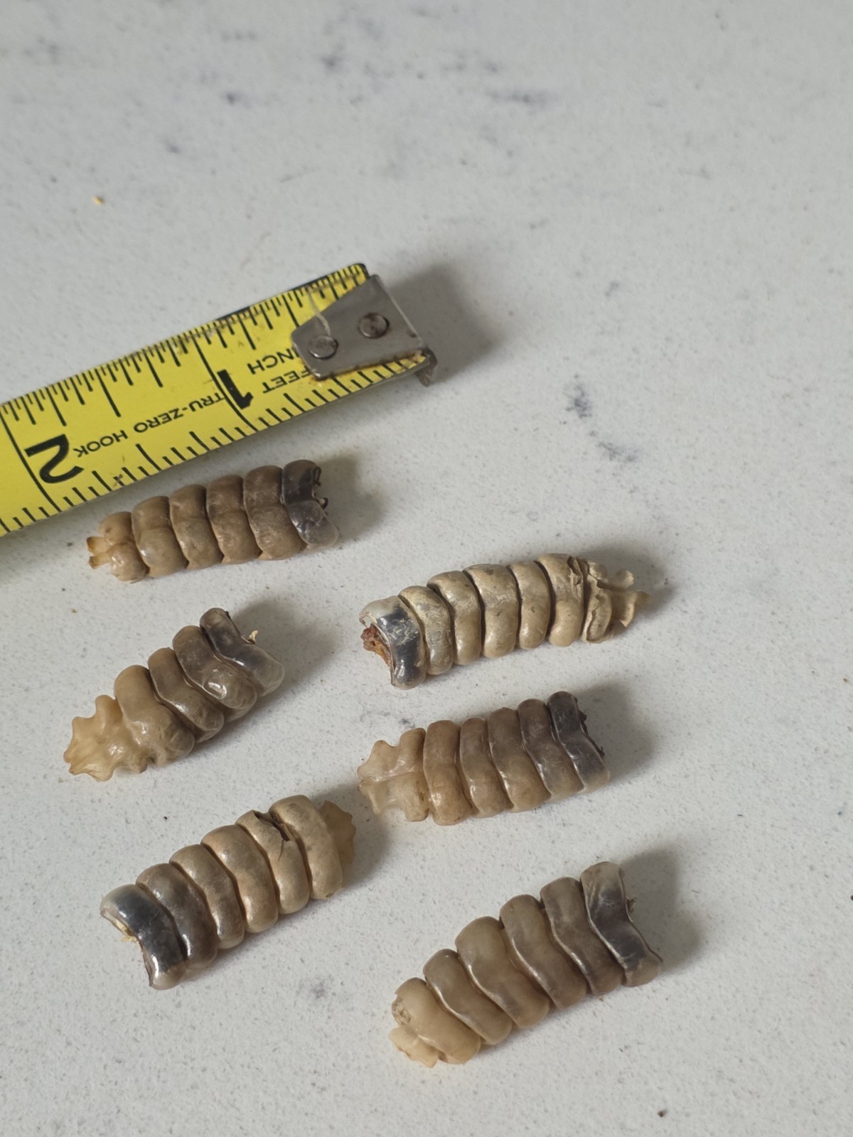 6 Medium Rattlesnake Rattles Taxidermy Diamondback Sidewinder