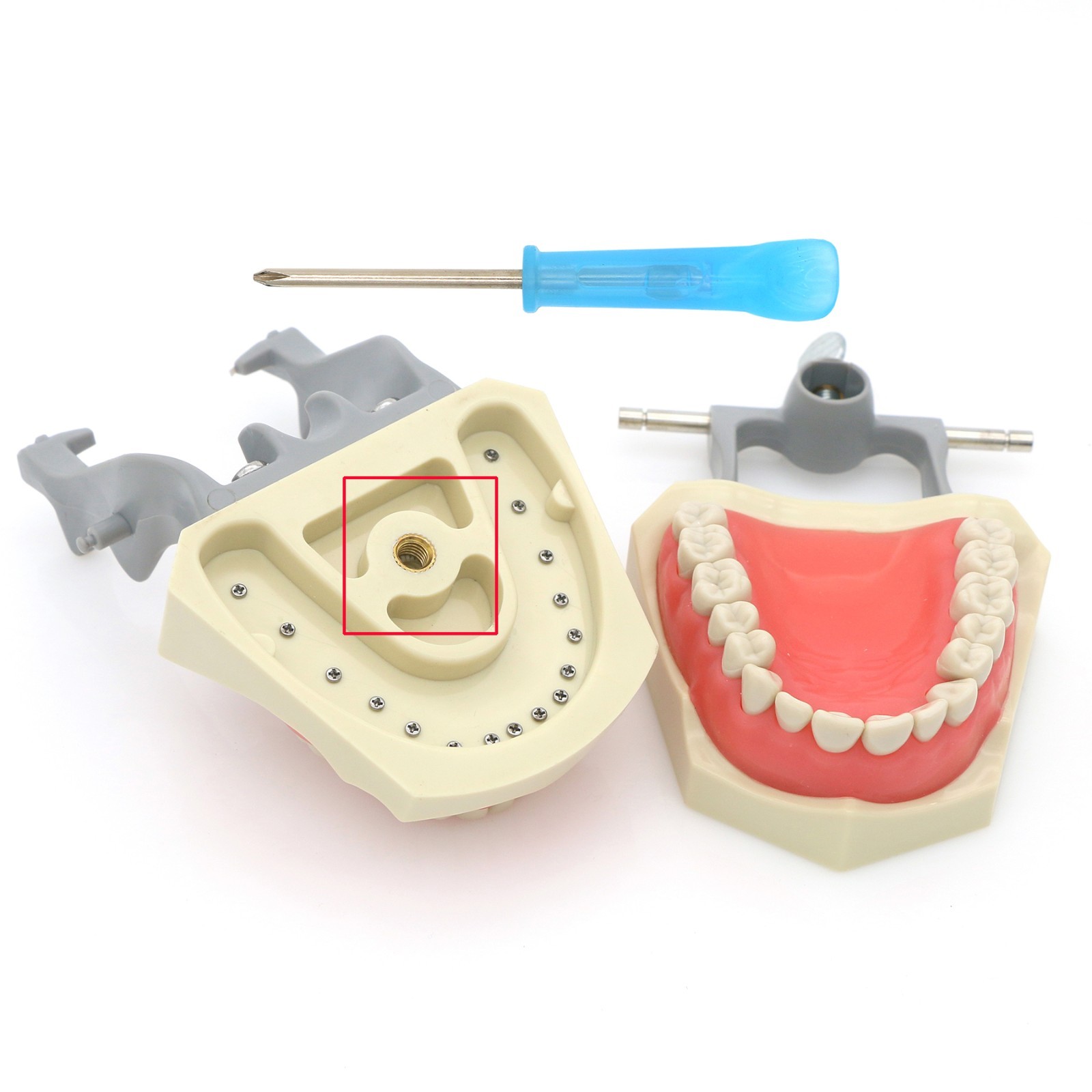 US Columbia Dentoform 860 Type Dental Typodont Model With 32pcs Removable Teeth