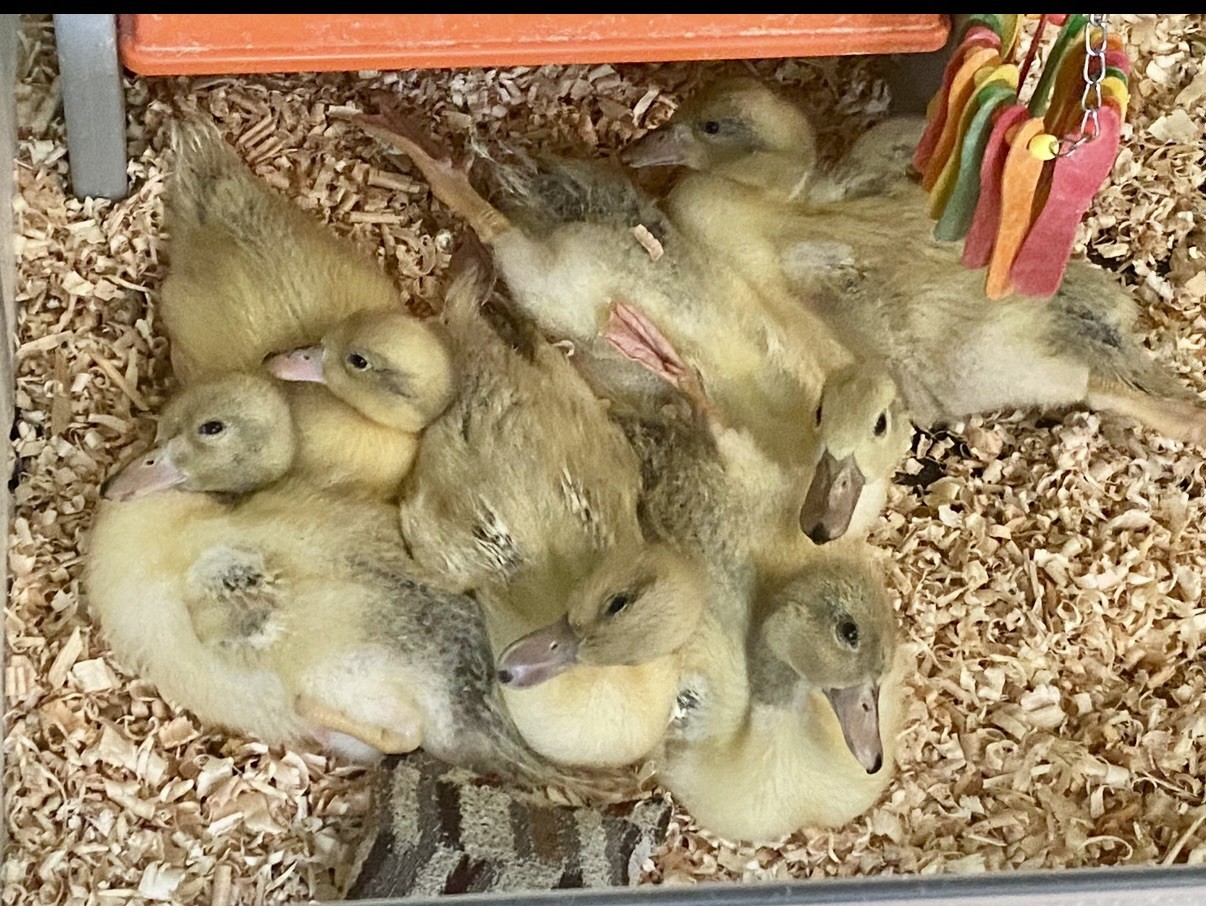 Snowy Call Duck Hatching Eggs- Qty 6 Pet Quality Fertile Call Duck Eggs