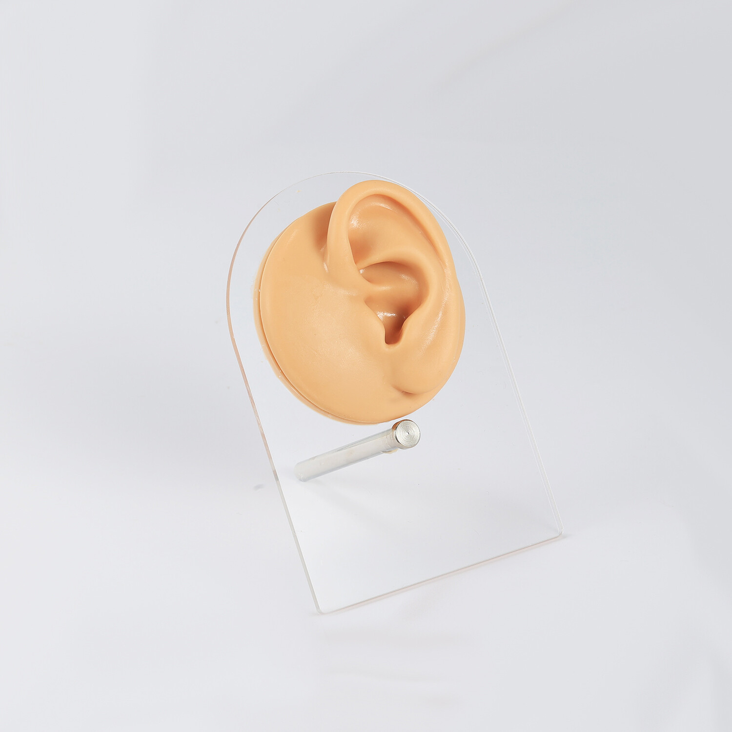 Silicone Ear Model with Acrylic Display Stand Body Parts Practice Piercing Tools