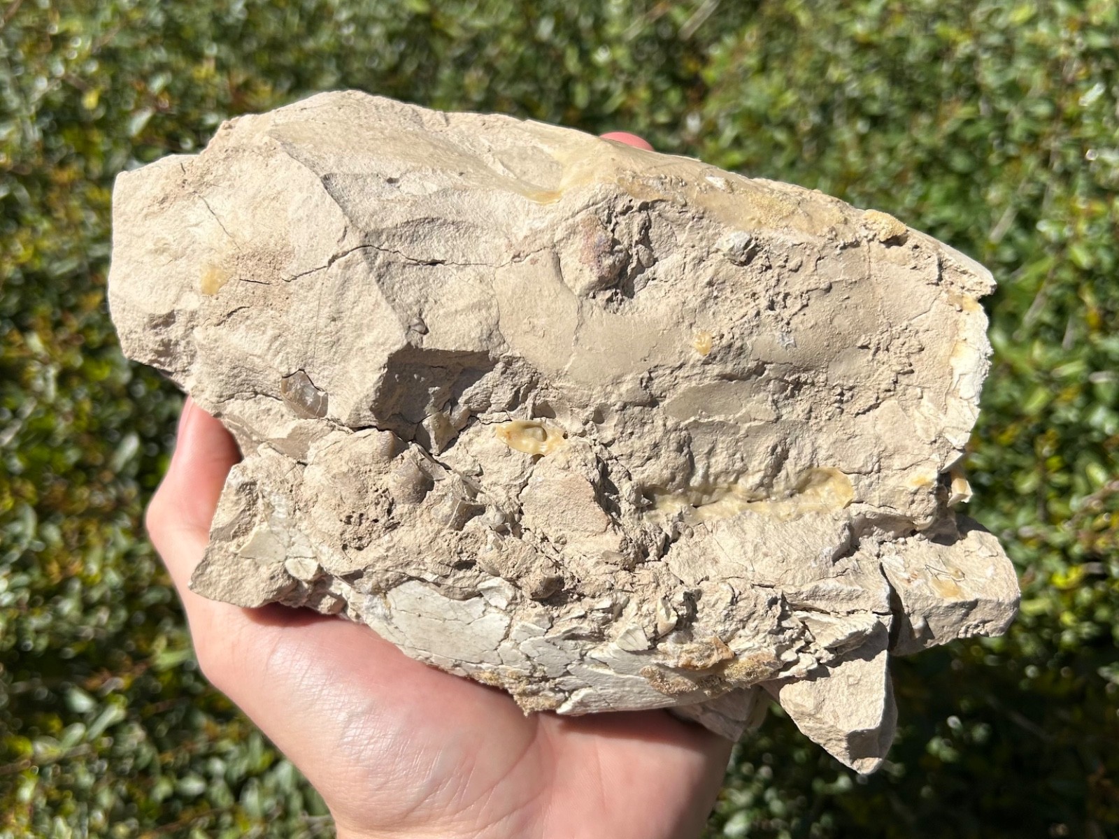 Fossil Oreodont Skull White River Oligocene Mammal Burke Formation Nebraska
