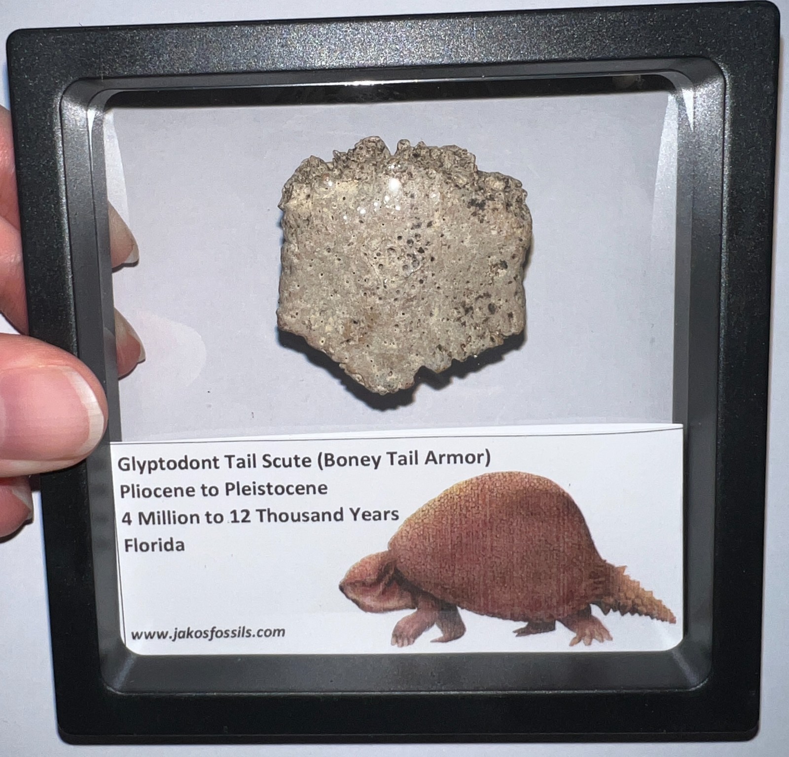Framed RARE Ice Age Fossil GLYPTODONT Tail Scute Bone Armor Lot! ONE PER ORDER!
