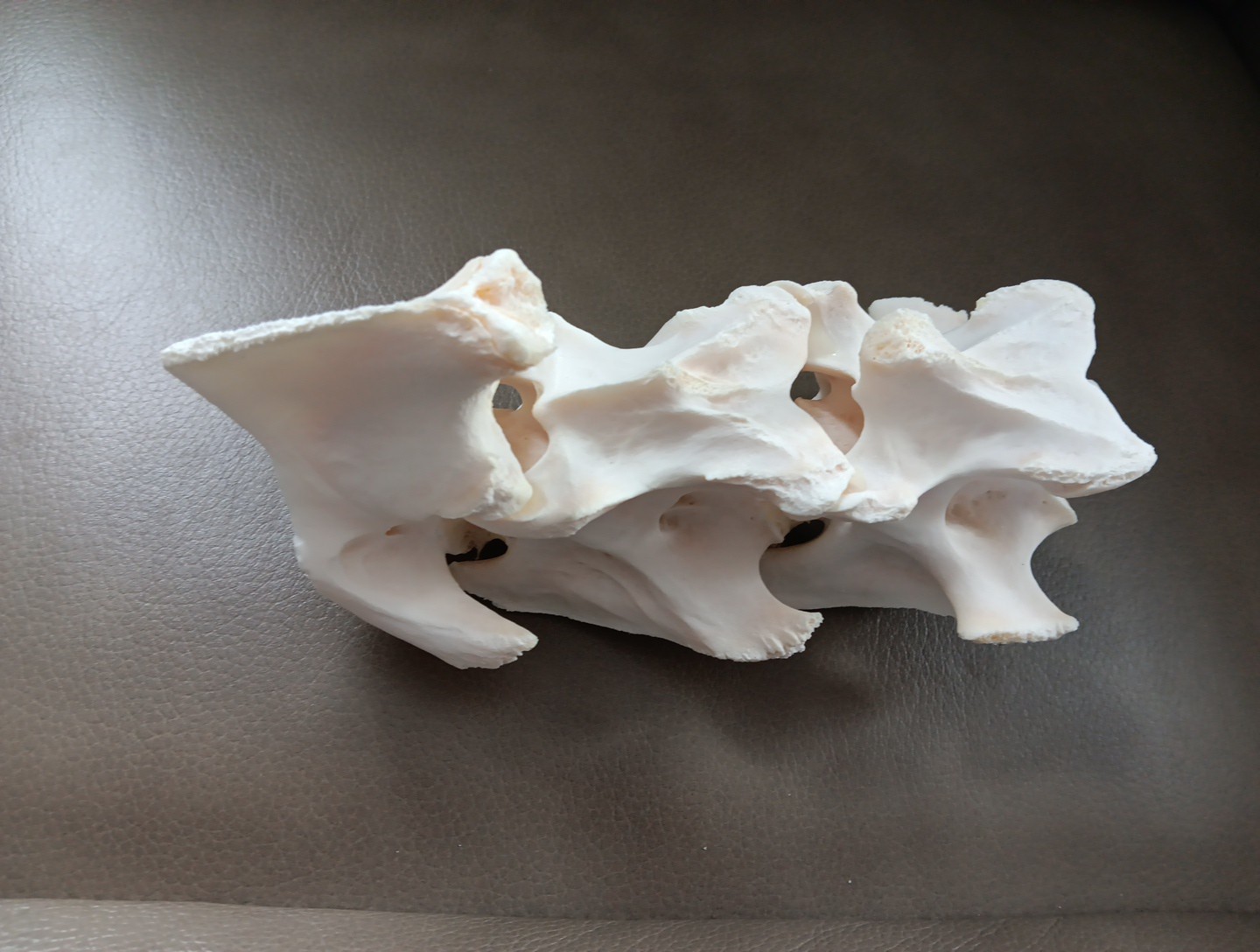 Deer Spine Connected 3 Vertebrae Professionally Cleaned Whitened Taxidermy Buck