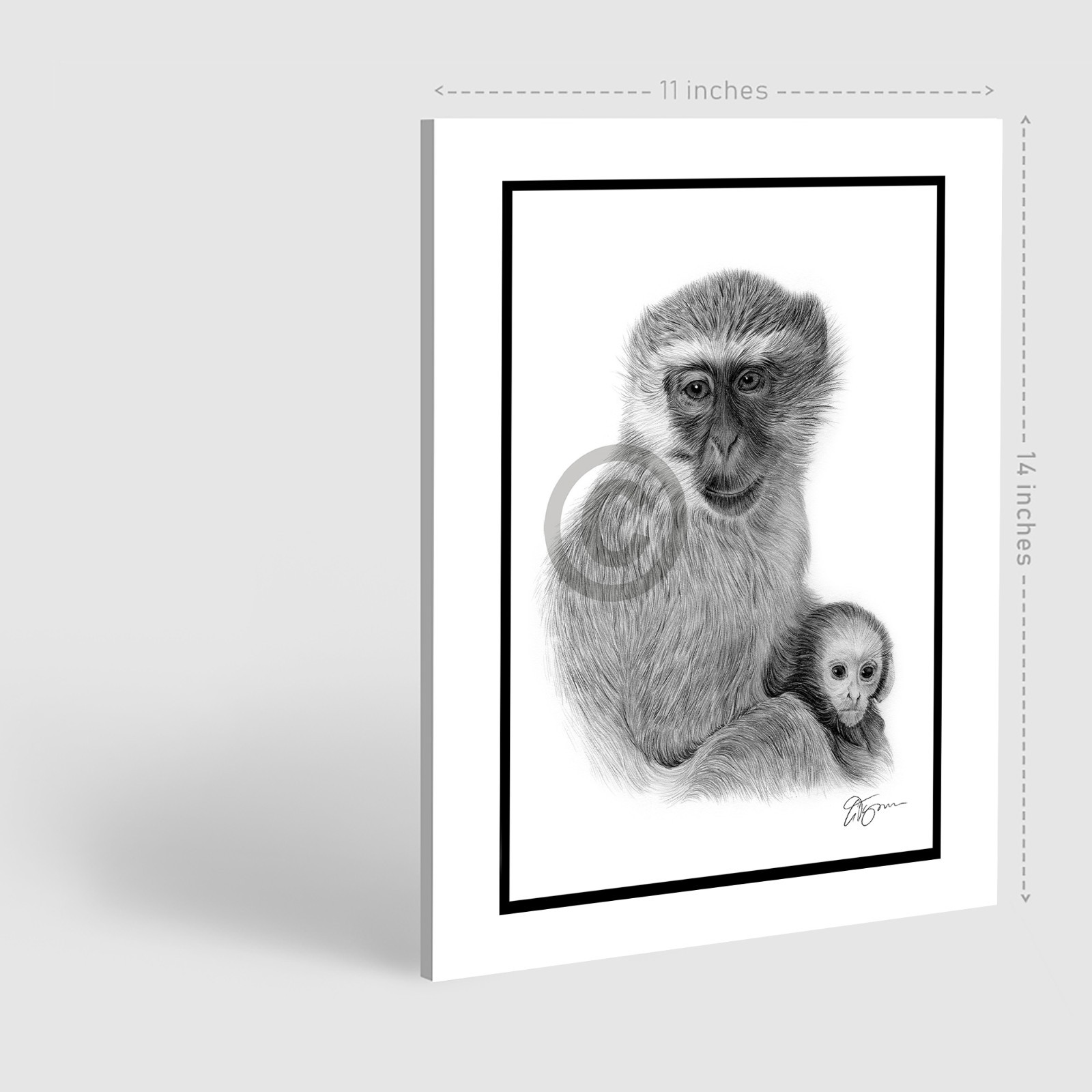 Original signed pencil drawing artwork of a Vervet Monkey - A4 size