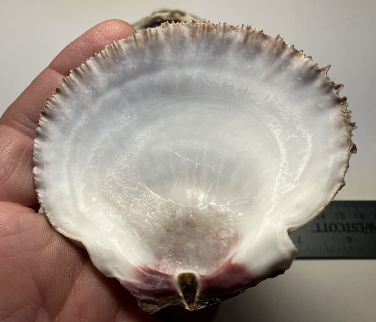 Crassedoma giganteum. Rock Scallop. Collected in SE Alaska. Attached to bivalve.